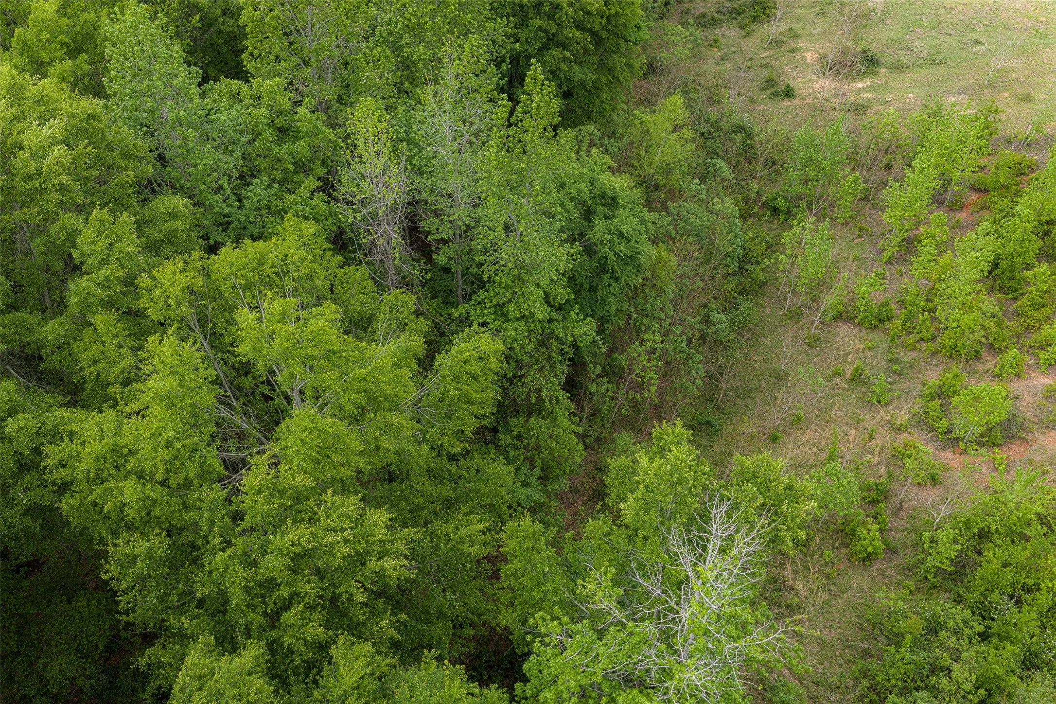 Improved Land For Sale in Cherokee County , 0 CR 1615, Jacksonville, Texas 75766, 0, 0, Garage spaces, 0 Sqft, built in 0, Price $649,900, mls#21236518, Real Estate Agent in Jacksonville, Homes For Sale in Cherokee county, Homes For Sale in Jacksonville, Realtor in Jacksonville Texas, Real Estate Brokerage Independent Realty Texas, Luminita Cordes Realtor