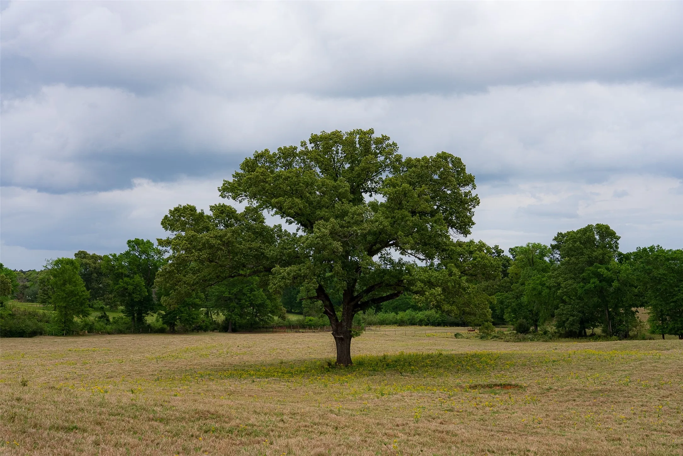 Improved Land For Sale in Cherokee County , 0 CR 1615, Jacksonville, Texas 75766, 0, 0, Garage spaces, 0 Sqft, built in 0, Price $649,900, mls#21236518, Real Estate Agent in Jacksonville, Homes For Sale in Cherokee county, Homes For Sale in Jacksonville, Realtor in Jacksonville Texas, Real Estate Brokerage Independent Realty Texas, Luminita Cordes Realtor