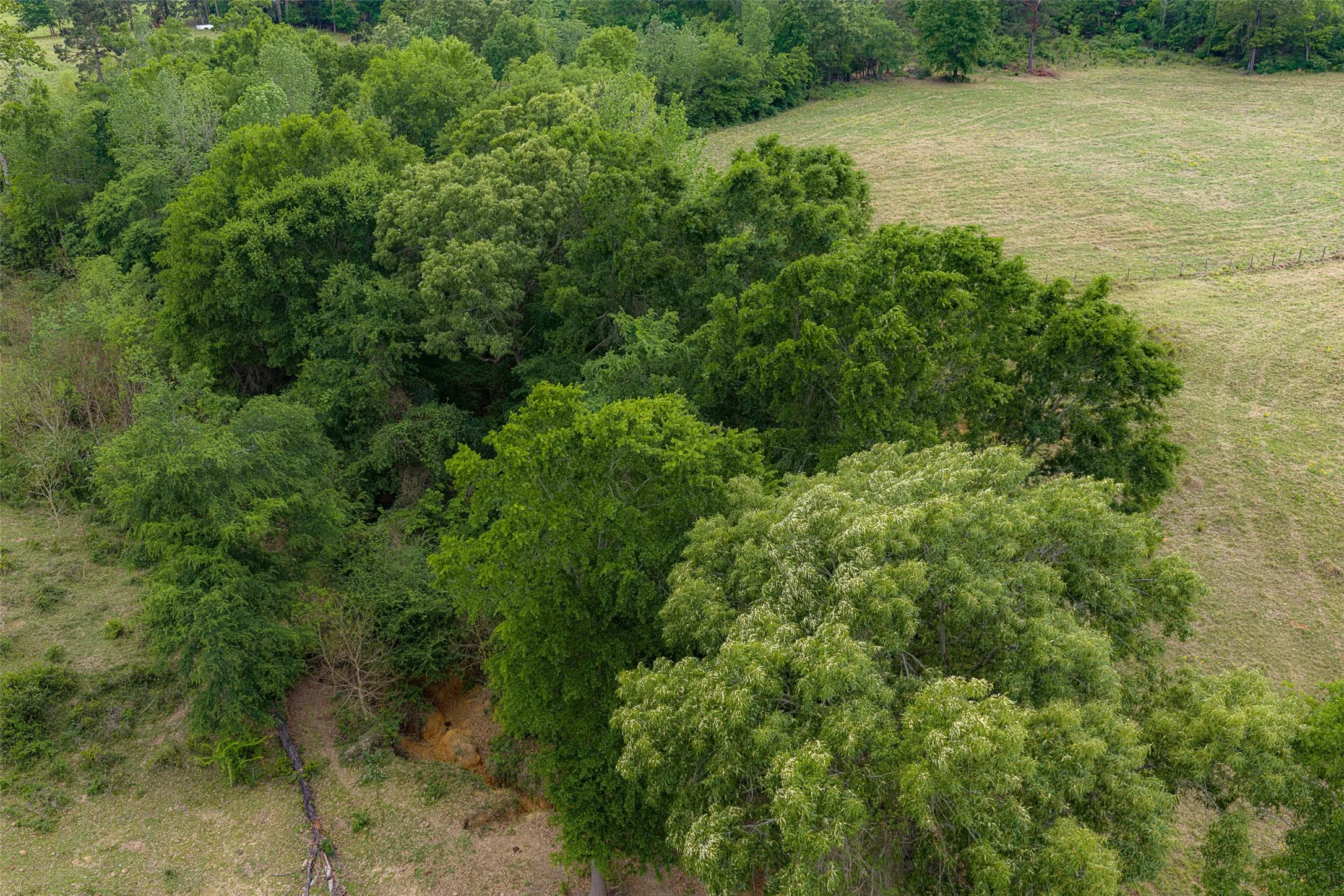Improved Land For Sale in Cherokee County , 0 CR 1615, Jacksonville, Texas 75766, 0, 0, Garage spaces, 0 Sqft, built in 0, Price $649,900, mls#21236518, Real Estate Agent in Jacksonville, Homes For Sale in Cherokee county, Homes For Sale in Jacksonville, Realtor in Jacksonville Texas, Real Estate Brokerage Independent Realty Texas, Luminita Cordes Realtor
