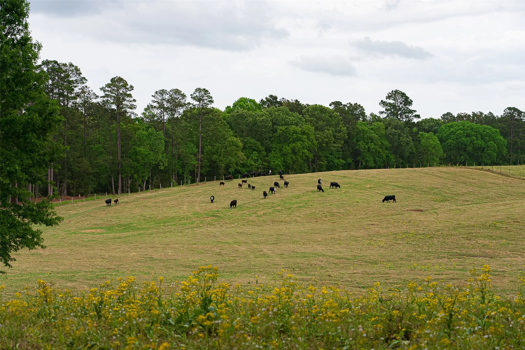 Improved Land For Sale in Cherokee County , 0 CR 1615, Jacksonville, Texas 75766, 0, 0, Garage spaces, 0 Sqft, built in 0, Price $649,900, mls#21236518, Real Estate Agent in Jacksonville, Homes For Sale in Cherokee county, Homes For Sale in Jacksonville, Realtor in Jacksonville Texas, Real Estate Brokerage Independent Realty Texas, Luminita Cordes Realtor