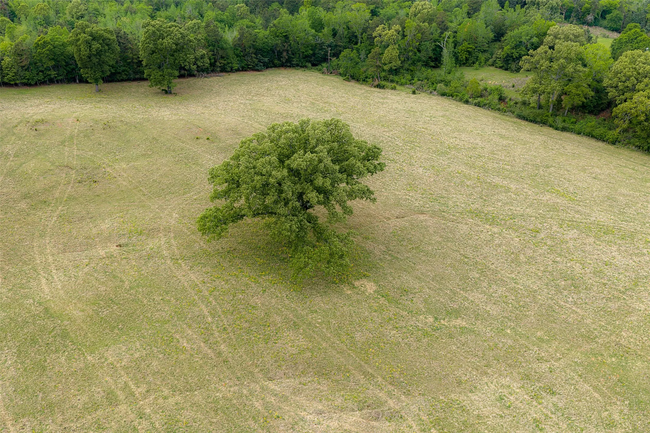 Improved Land For Sale in Cherokee County , 0 CR 1615, Jacksonville, Texas 75766, 0, 0, Garage spaces, 0 Sqft, built in 0, Price $649,900, mls#21236518, Real Estate Agent in Jacksonville, Homes For Sale in Cherokee county, Homes For Sale in Jacksonville, Realtor in Jacksonville Texas, Real Estate Brokerage Independent Realty Texas, Luminita Cordes Realtor