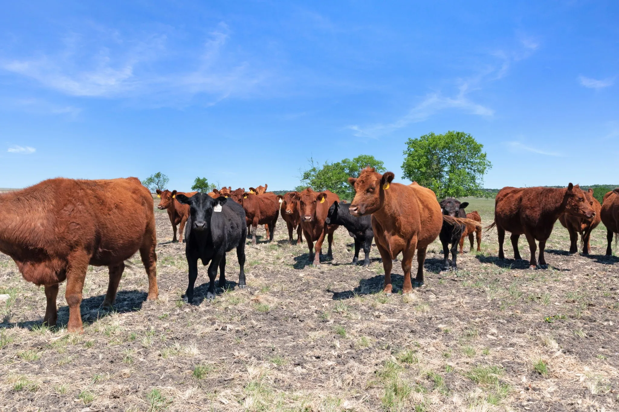 Ranch For Sale in Coryell County , TBD US HWY 36 Highway, Jonesboro, Texas 76538, 0, 0, Garage spaces, 0 Sqft, built in 0, Price $1,505,033, mls#21236551, Real Estate Agent in Jonesboro, Homes For Sale in Coryell county, Homes For Sale in Jonesboro, Realtor in Jonesboro Texas, Real Estate Brokerage Independent Realty Texas, Luminita Cordes Realtor
