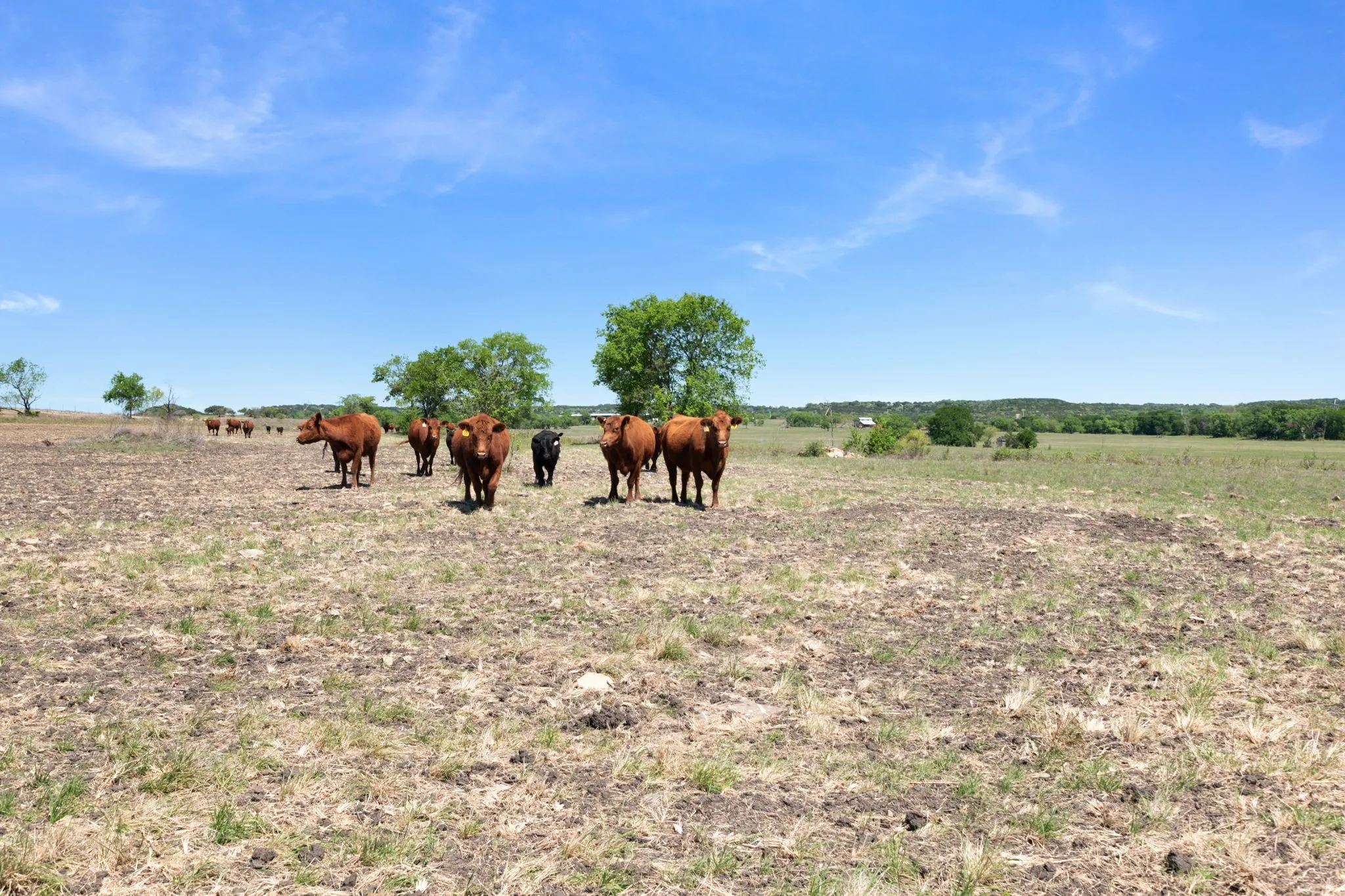 Ranch For Sale in Coryell County , TBD US HWY 36 Highway, Jonesboro, Texas 76538, 0, 0, Garage spaces, 0 Sqft, built in 0, Price $1,505,033, mls#21236551, Real Estate Agent in Jonesboro, Homes For Sale in Coryell county, Homes For Sale in Jonesboro, Realtor in Jonesboro Texas, Real Estate Brokerage Independent Realty Texas, Luminita Cordes Realtor