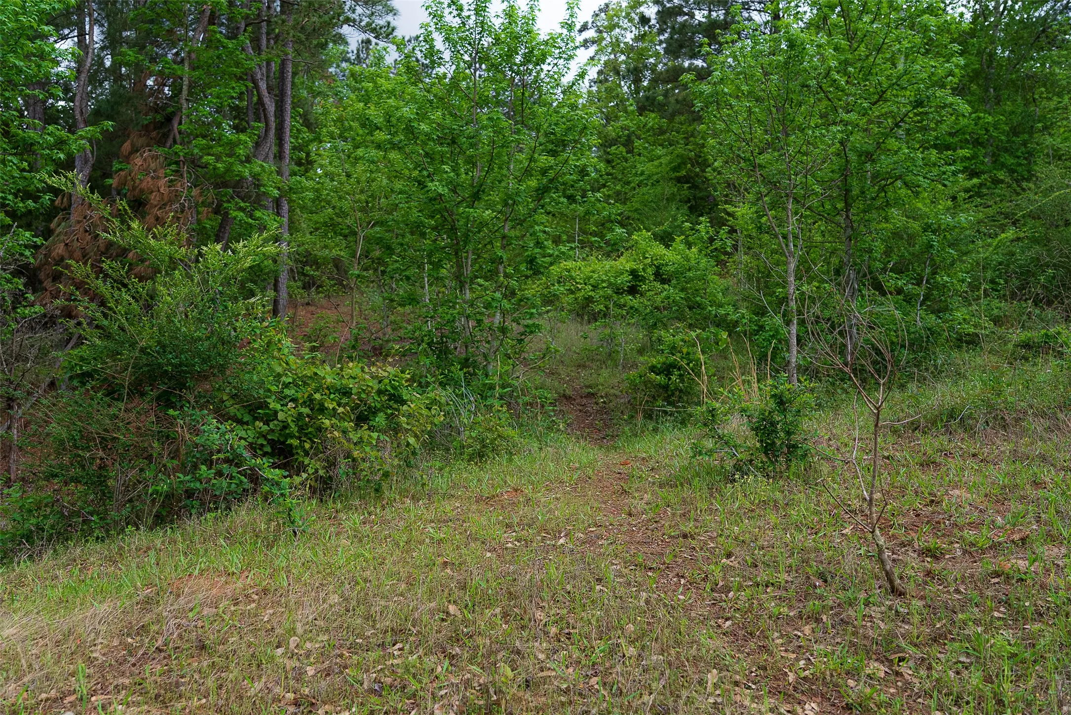 Improved Land For Sale in Cherokee County , 00 Tract 1 CR 1615, Jacksonville, Texas 75766, 0, 0, Garage spaces, 0 Sqft, built in 0, Price $365,000, mls#21236593, Real Estate Agent in Jacksonville, Homes For Sale in Cherokee county, Homes For Sale in Jacksonville, Realtor in Jacksonville Texas, Real Estate Brokerage Independent Realty Texas, Luminita Cordes Realtor