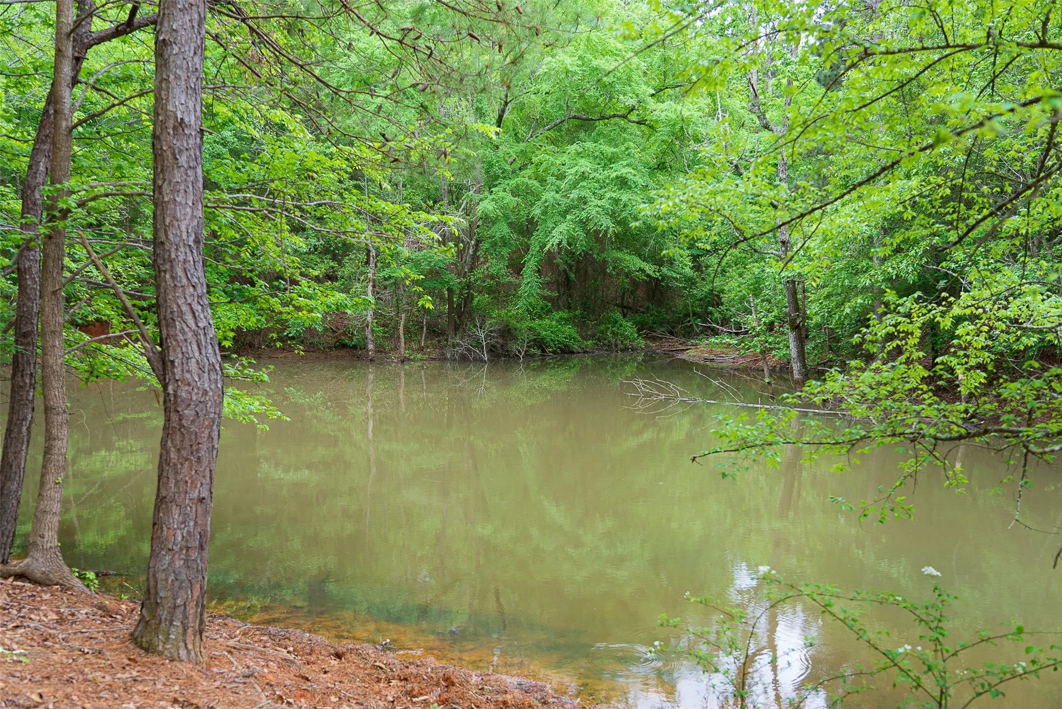 Improved Land For Sale in Cherokee County , 00 Tract 1 CR 1615, Jacksonville, Texas 75766, 0, 0, Garage spaces, 0 Sqft, built in 0, Price $365,000, mls#21236593, Real Estate Agent in Jacksonville, Homes For Sale in Cherokee county, Homes For Sale in Jacksonville, Realtor in Jacksonville Texas, Real Estate Brokerage Independent Realty Texas, Luminita Cordes Realtor