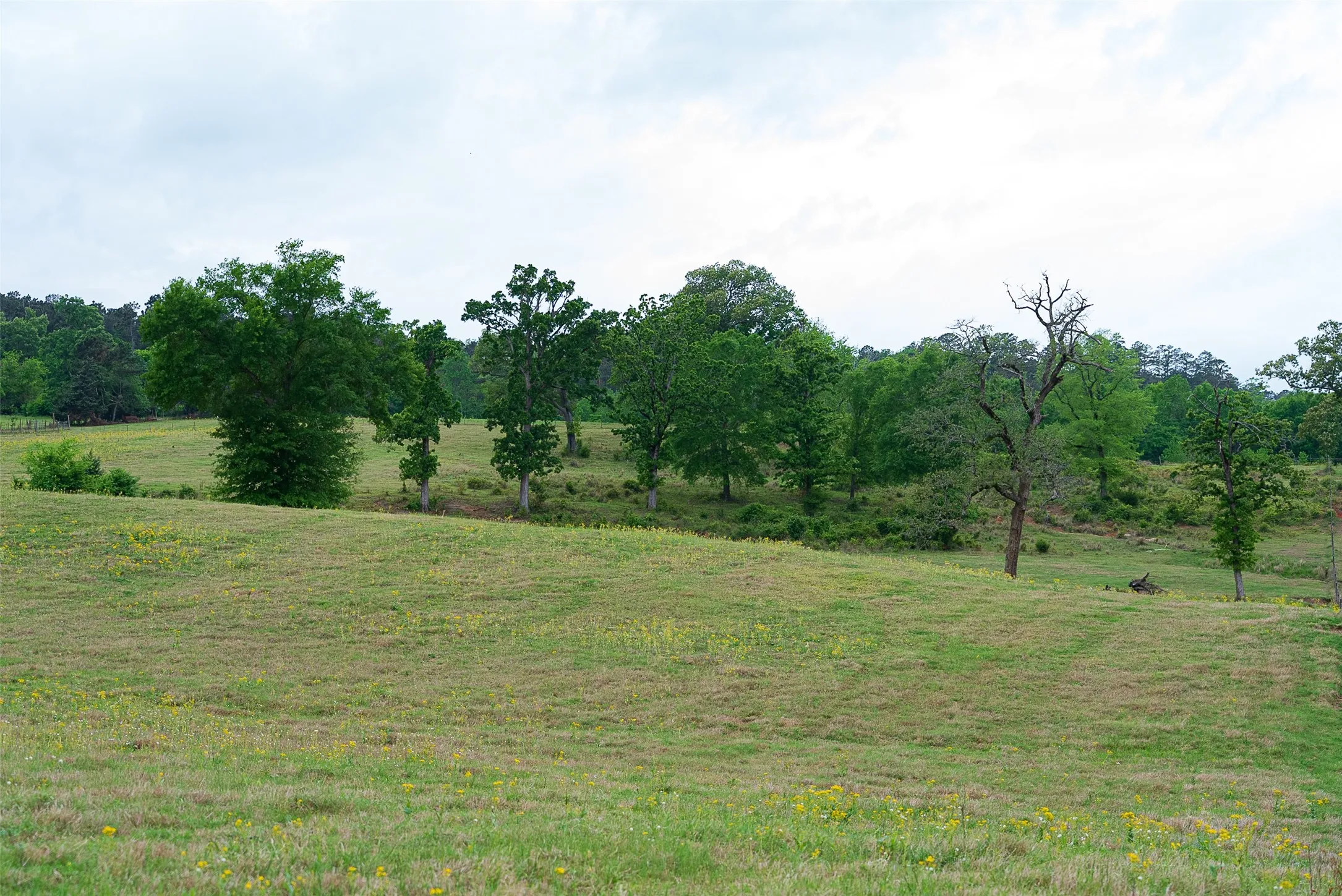 Improved Land For Sale in Cherokee County , 00 Tract 1 CR 1615, Jacksonville, Texas 75766, 0, 0, Garage spaces, 0 Sqft, built in 0, Price $365,000, mls#21236593, Real Estate Agent in Jacksonville, Homes For Sale in Cherokee county, Homes For Sale in Jacksonville, Realtor in Jacksonville Texas, Real Estate Brokerage Independent Realty Texas, Luminita Cordes Realtor