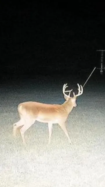 Buck