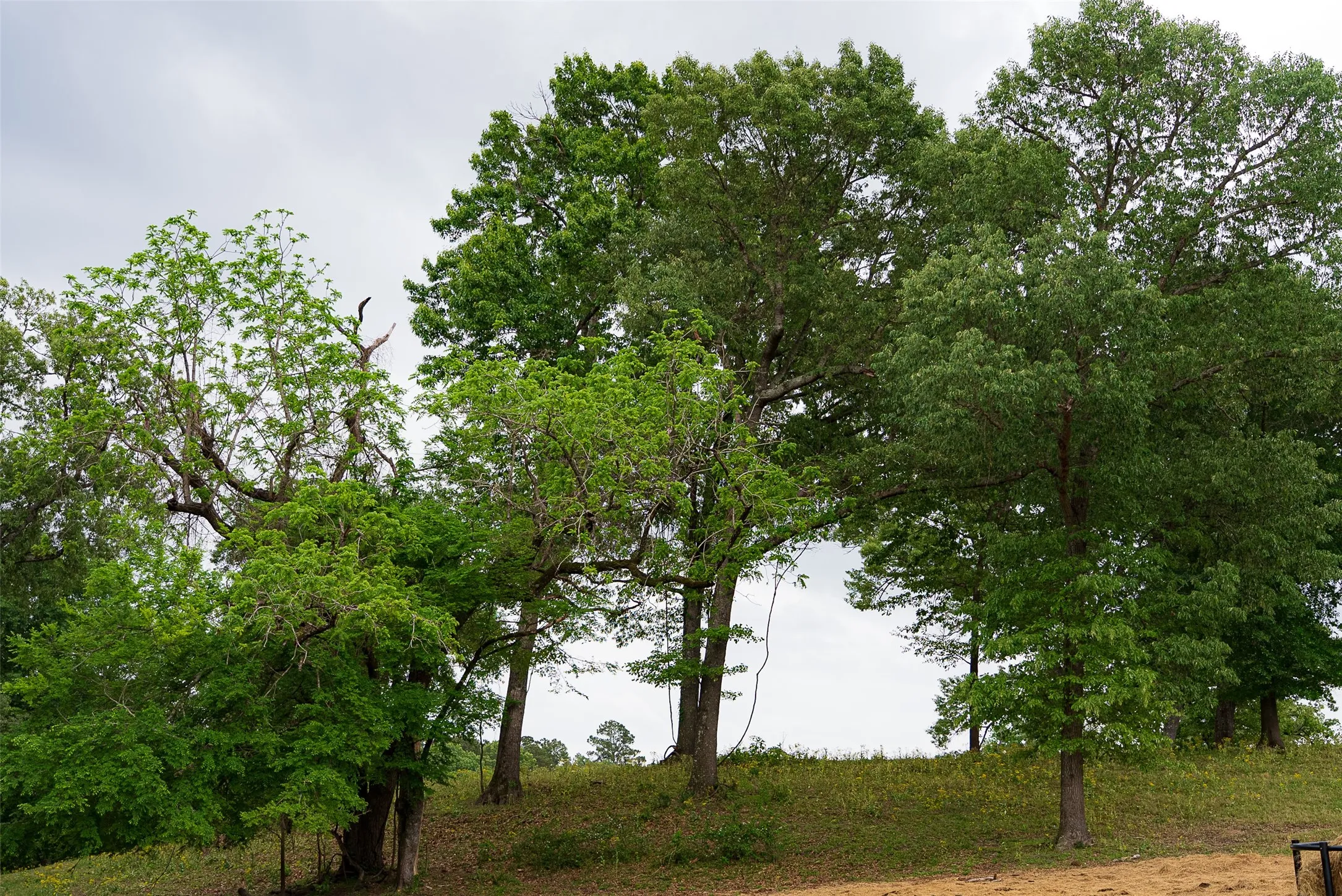 Improved Land For Sale in Cherokee County , 00 Tract 2 CR 1615, Jacksonville, Texas 75766, 0, 0, Garage spaces, 0 Sqft, built in 0, Price $365,000, mls#21236630, Real Estate Agent in Jacksonville, Homes For Sale in Cherokee county, Homes For Sale in Jacksonville, Realtor in Jacksonville Texas, Real Estate Brokerage Independent Realty Texas, Luminita Cordes Realtor