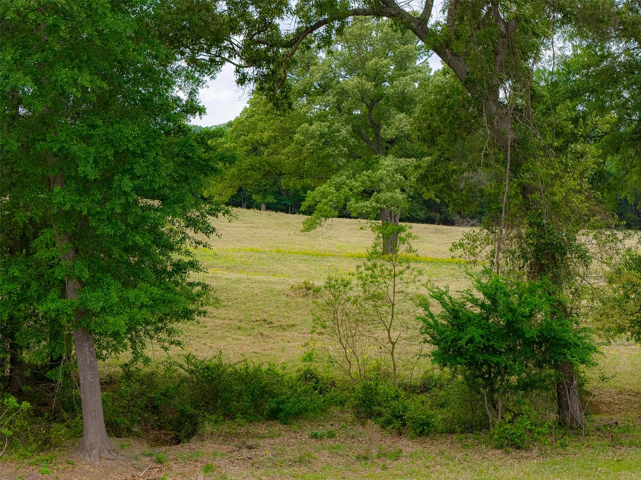 Improved Land For Sale in Cherokee County , 00 Tract 2 CR 1615, Jacksonville, Texas 75766, 0, 0, Garage spaces, 0 Sqft, built in 0, Price $365,000, mls#21236630, Real Estate Agent in Jacksonville, Homes For Sale in Cherokee county, Homes For Sale in Jacksonville, Realtor in Jacksonville Texas, Real Estate Brokerage Independent Realty Texas, Luminita Cordes Realtor