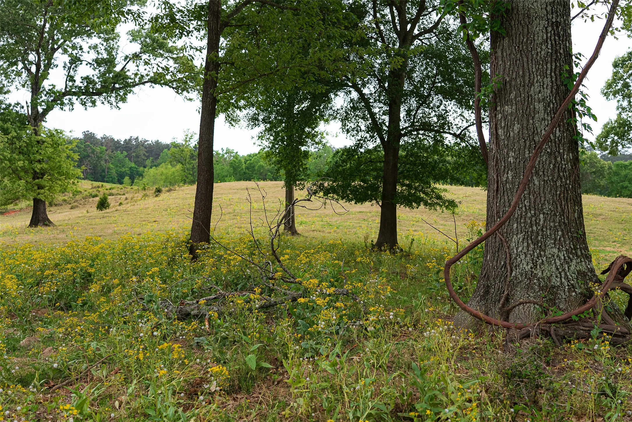 Improved Land For Sale in Cherokee County , 00 Tract 2 CR 1615, Jacksonville, Texas 75766, 0, 0, Garage spaces, 0 Sqft, built in 0, Price $365,000, mls#21236630, Real Estate Agent in Jacksonville, Homes For Sale in Cherokee county, Homes For Sale in Jacksonville, Realtor in Jacksonville Texas, Real Estate Brokerage Independent Realty Texas, Luminita Cordes Realtor