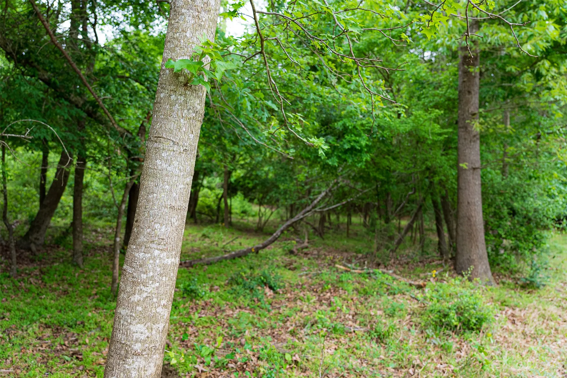Improved Land For Sale in Cherokee County , 00 Tract 2 CR 1615, Jacksonville, Texas 75766, 0, 0, Garage spaces, 0 Sqft, built in 0, Price $365,000, mls#21236630, Real Estate Agent in Jacksonville, Homes For Sale in Cherokee county, Homes For Sale in Jacksonville, Realtor in Jacksonville Texas, Real Estate Brokerage Independent Realty Texas, Luminita Cordes Realtor