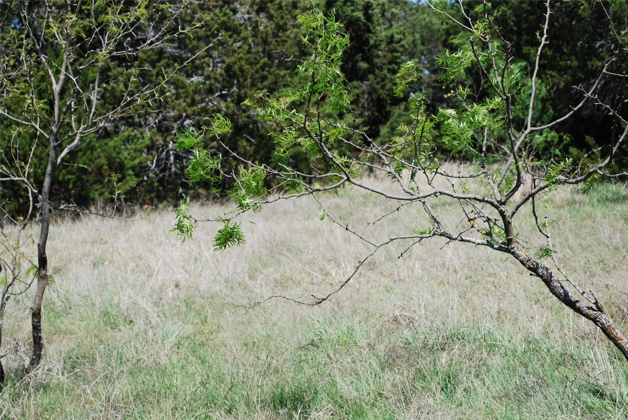 Unimproved Land For Sale in Hill County , 19016 Bluebonnet Drive, Whitney, Texas 76692, 0, 0, Garage spaces, 0 Sqft, built in 0, Price $57,000, mls#21223759, Real Estate Agent in Whitney, Homes For Sale in Hill county, Homes For Sale in Whitney, Realtor in Whitney Texas, Real Estate Brokerage Independent Realty Texas, Luminita Cordes Realtor