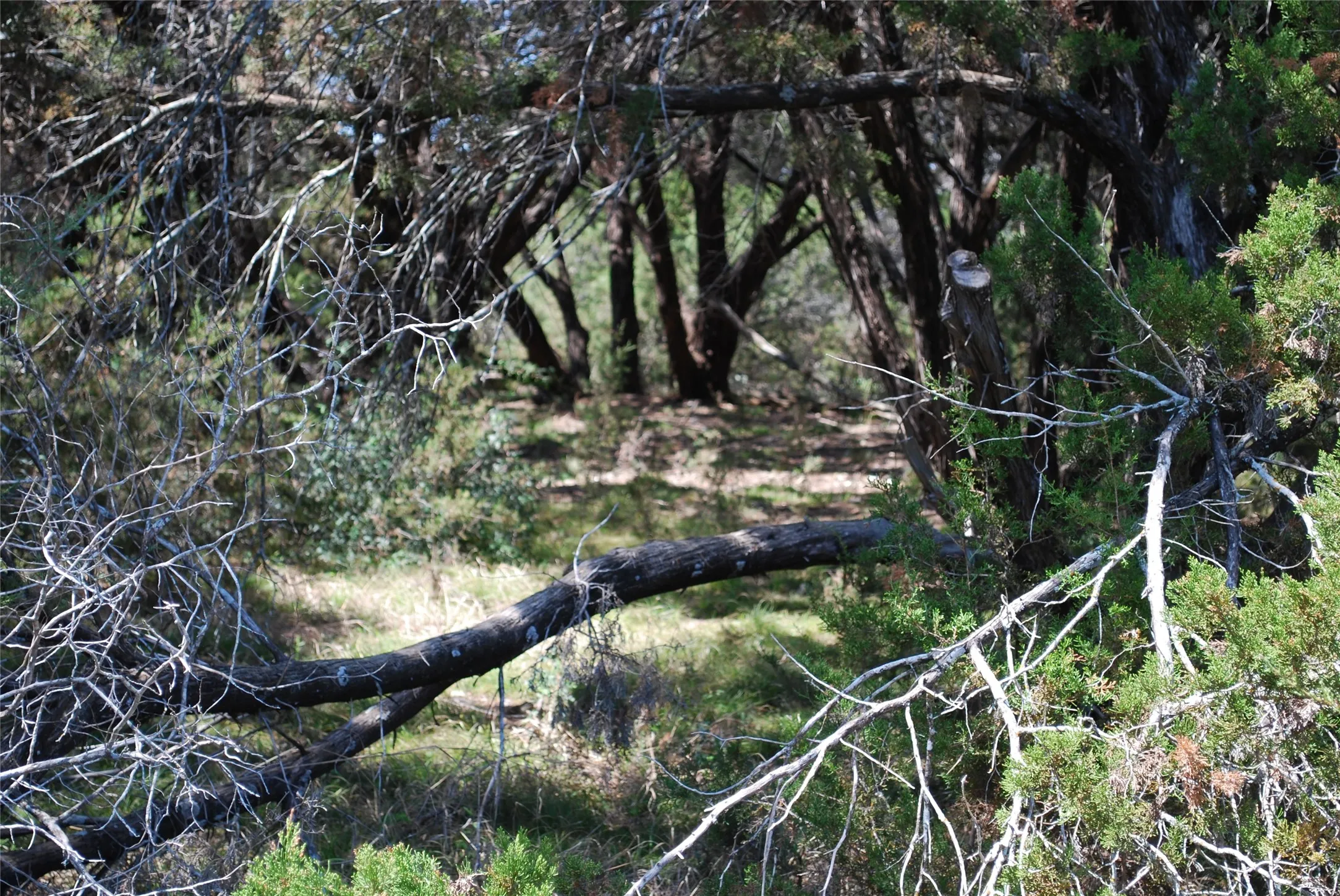 Unimproved Land For Sale in Hill County , 19016 Bluebonnet Drive, Whitney, Texas 76692, 0, 0, Garage spaces, 0 Sqft, built in 0, Price $57,000, mls#21223759, Real Estate Agent in Whitney, Homes For Sale in Hill county, Homes For Sale in Whitney, Realtor in Whitney Texas, Real Estate Brokerage Independent Realty Texas, Luminita Cordes Realtor