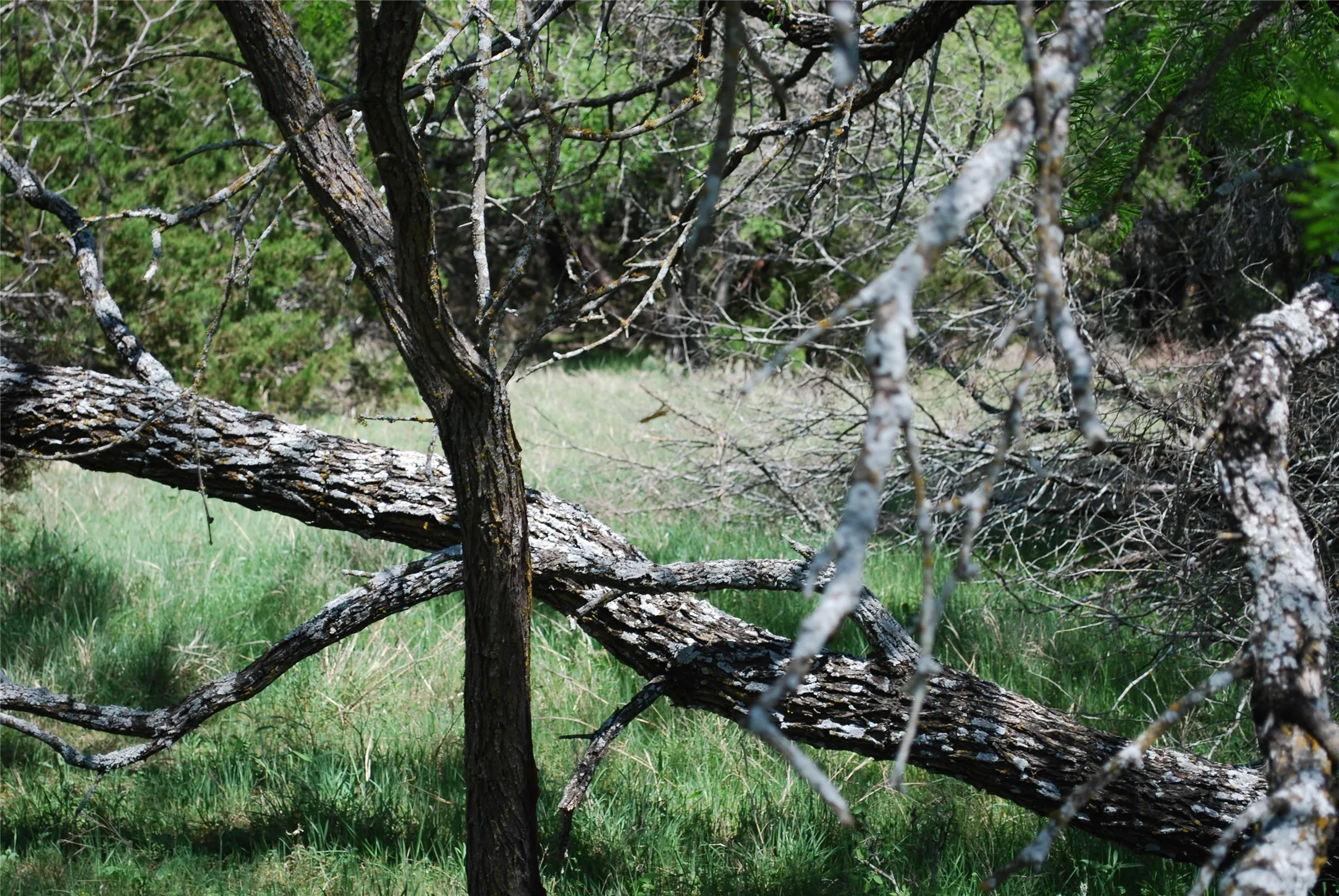 Unimproved Land For Sale in Hill County , 19016 Bluebonnet Drive, Whitney, Texas 76692, 0, 0, Garage spaces, 0 Sqft, built in 0, Price $57,000, mls#21223759, Real Estate Agent in Whitney, Homes For Sale in Hill county, Homes For Sale in Whitney, Realtor in Whitney Texas, Real Estate Brokerage Independent Realty Texas, Luminita Cordes Realtor
