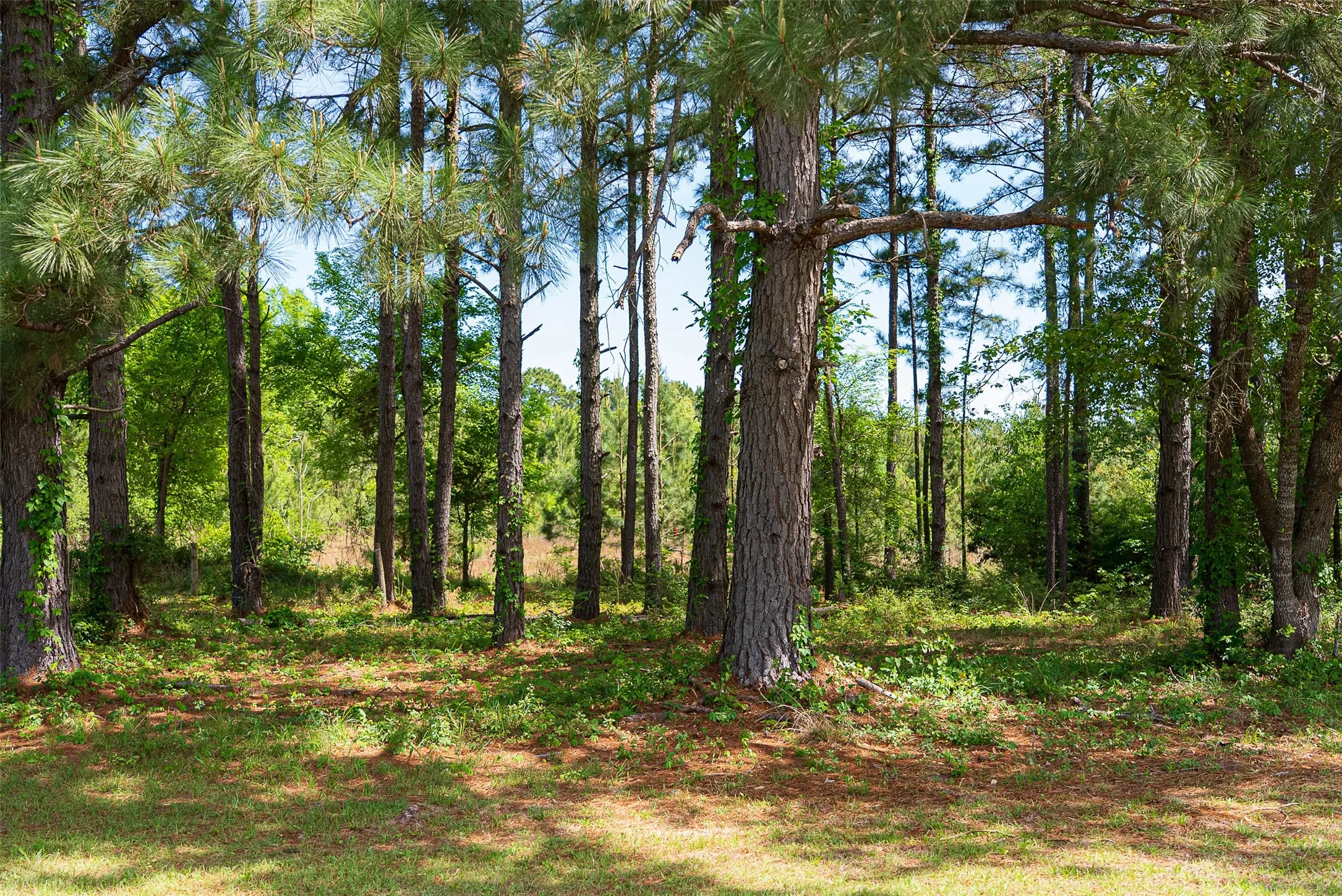 Farm For Sale in Anderson County , 2029 W State Highway 294, Elkhart, Texas 75839, 3 Bedroom, 3 Bathroom, 2 Garage spaces, 1,700 Sqft, built in 1967, Preowned, Price $490,000, mls#21236753, Real Estate Agent in Elkhart, Homes For Sale in Anderson county, Homes For Sale in Elkhart, Realtor in Elkhart Texas, Real Estate Brokerage Independent Realty Texas, Luminita Cordes Realtor