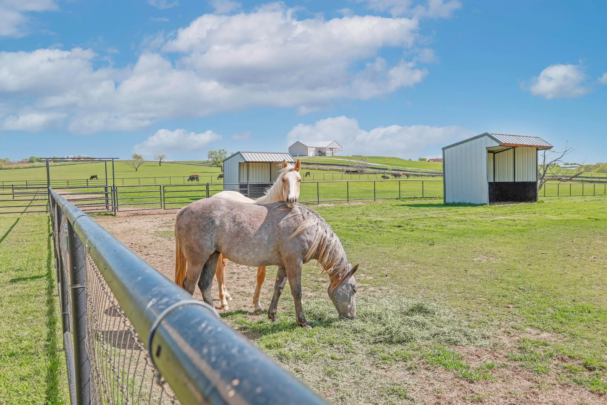Farm For Sale in Denton County , 1200 Mc Reynolds, Sanger, Texas 76266, 5 Bedrooms, 8 Bathrooms, 4 Garage spaces, 10,585 Sqft, built in 2008, Price $7,500,000, mls#21236917, Real Estate Agent in Sanger, Homes For Sale in Denton county, Homes For Sale in Sanger, Realtor in Sanger Texas, Real Estate Brokerage Independent Realty Texas, Luminita Cordes Realtor