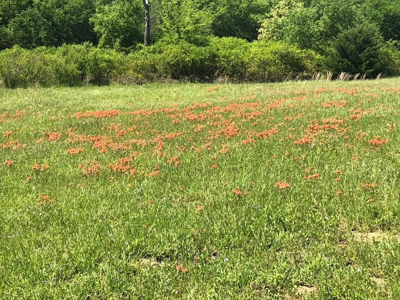 Unimproved Land For Sale in Montague County , TBD Dry Valley Road, Sunset, Texas 76270, 0, 0, Garage spaces, 0 Sqft, built in 0, mls#21229053, Real Estate Agent in Sunset, Homes For Sale in Montague county, Homes For Sale in Sunset, Realtor in Sunset Texas, Real Estate Brokerage Independent Realty Texas, Luminita Cordes Realtor