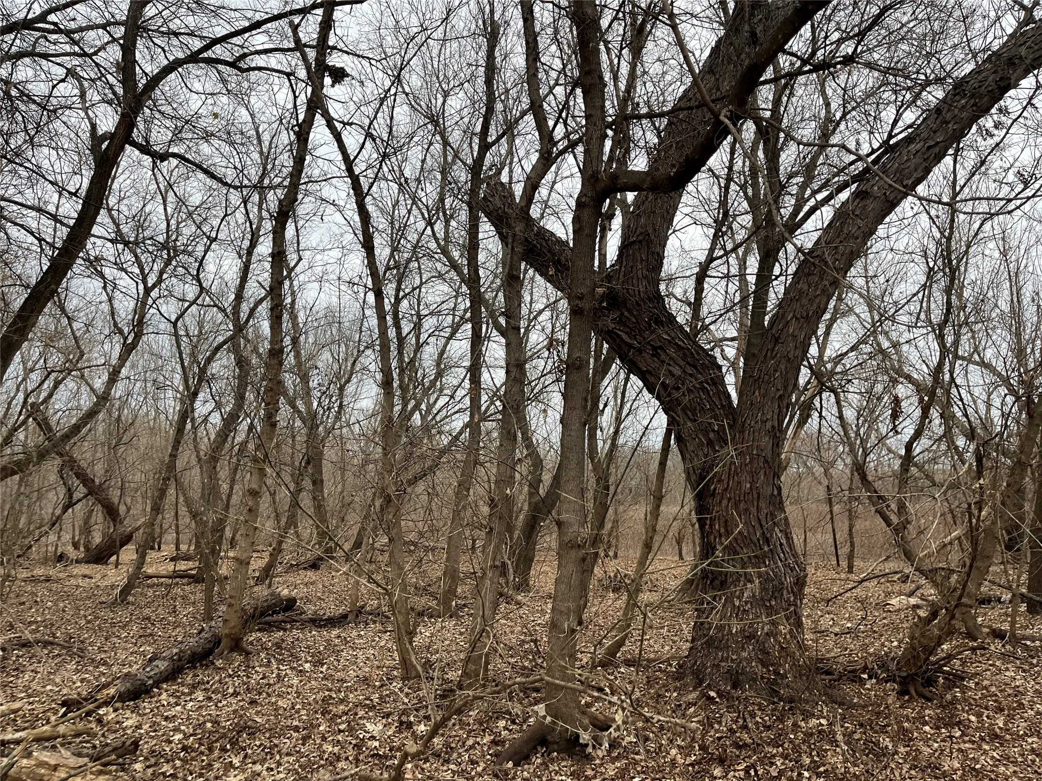 Seasonal wetland area