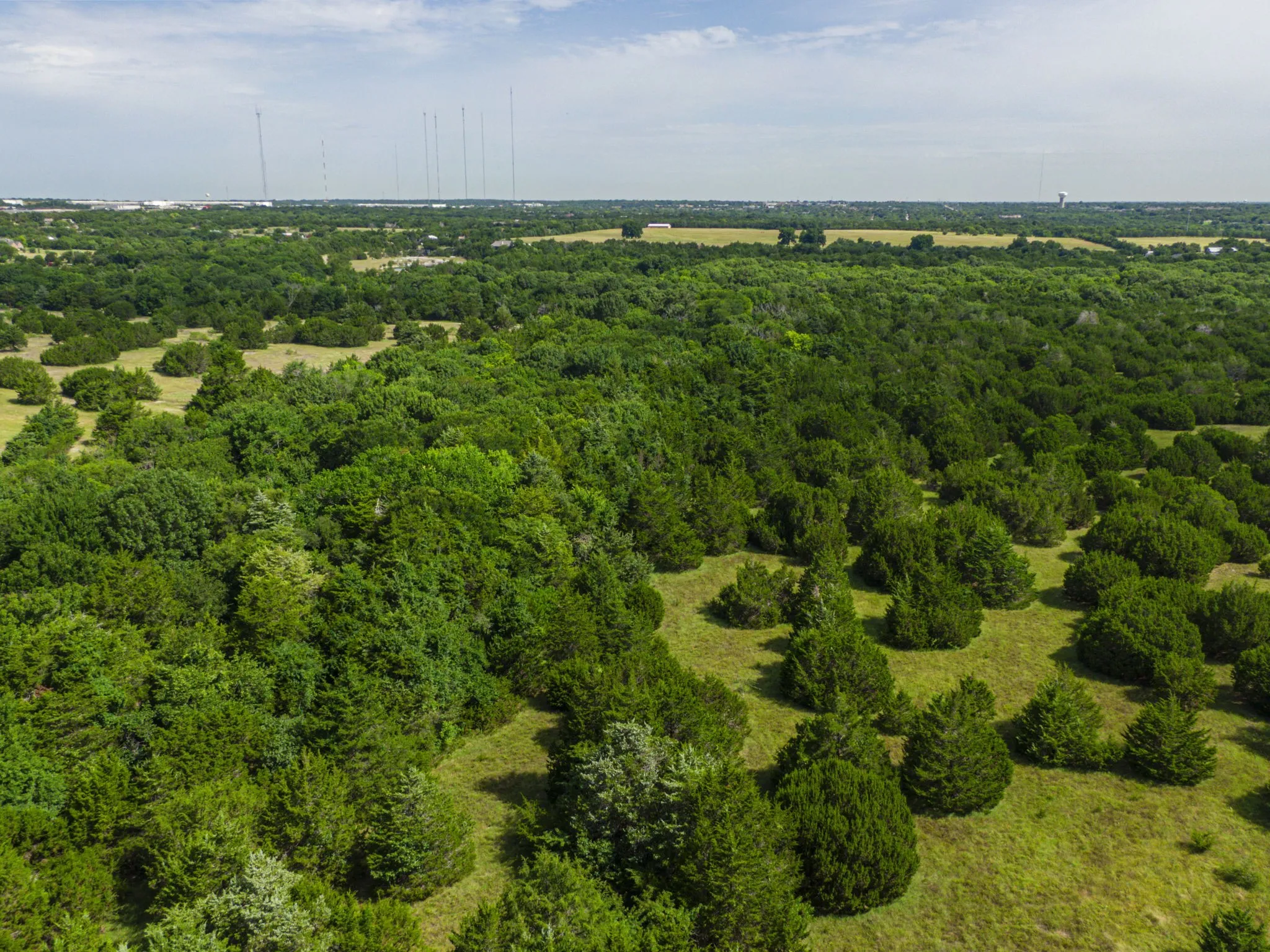 Bird's eye view of a forest