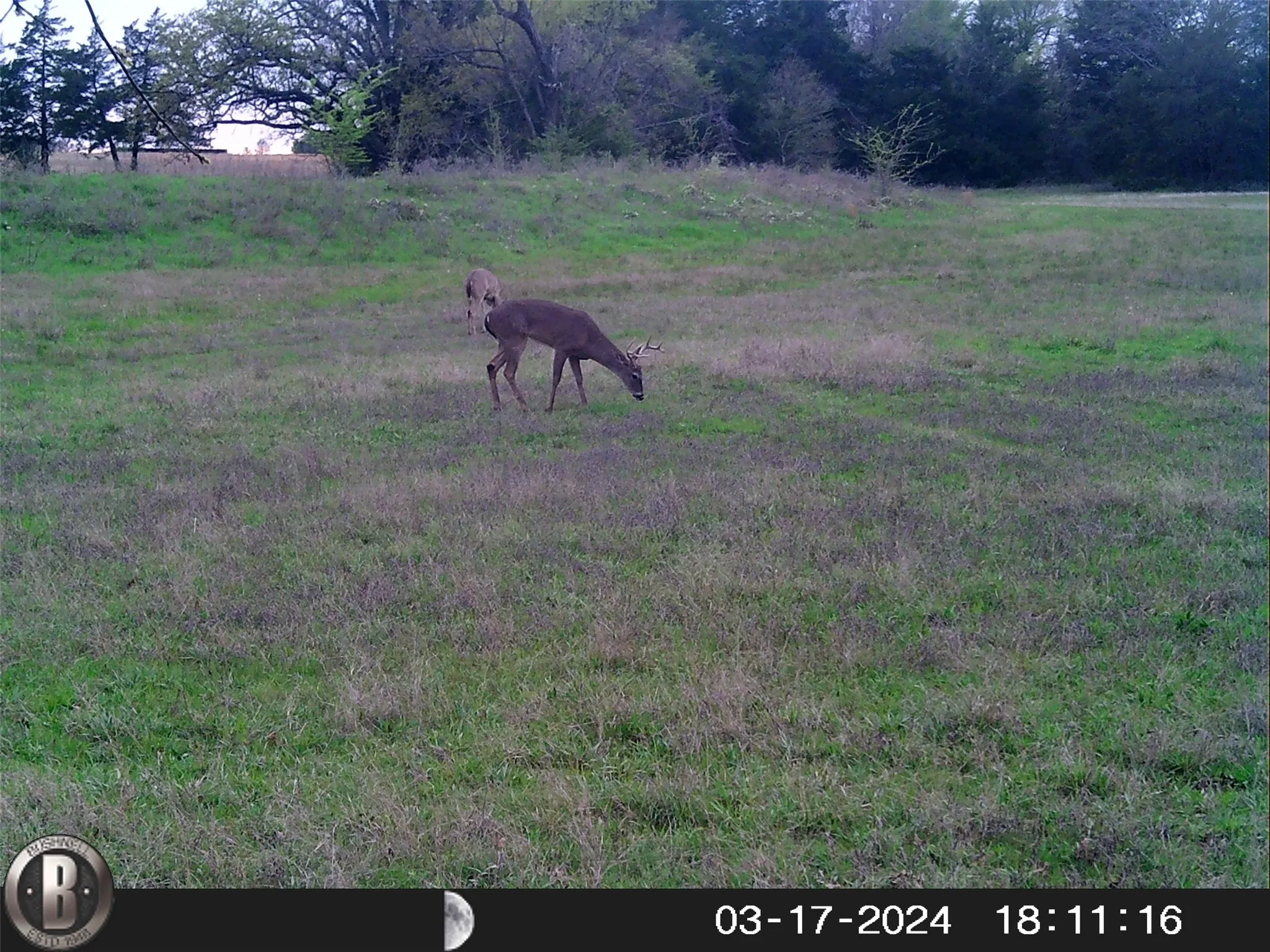 Ranch For Sale in Hopkins County , 1203 County Road 4132, Cumby, Texas 75433, 0, 0, Garage spaces, 0 Sqft, built in 0, mls#21237792, Real Estate Agent in Cumby, Homes For Sale in Hopkins county, Homes For Sale in Cumby, Realtor in Cumby Texas, Real Estate Brokerage Independent Realty Texas, Luminita Cordes Realtor