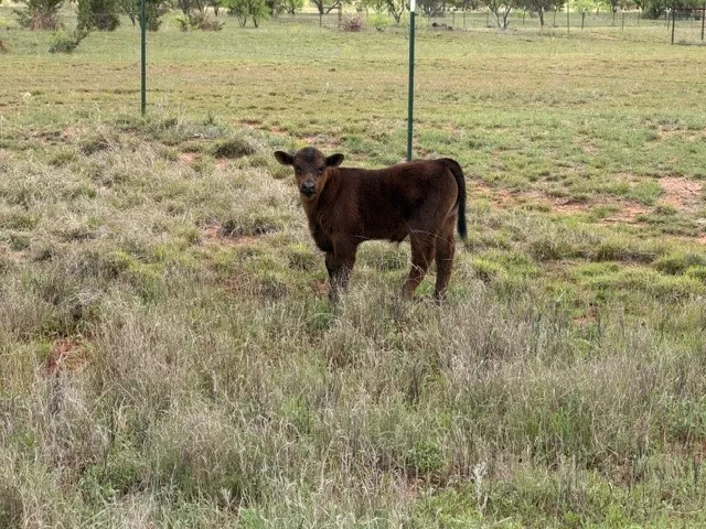 Ranch For Sale in Taylor County , 2221 Lemons Gap Road, Ovalo, Texas 79541, 0, 0, Garage spaces, 0 Sqft, built in 0, Price $335,000, mls#21237877, Real Estate Agent in Ovalo, Homes For Sale in Taylor county, Homes For Sale in Ovalo, Realtor in Ovalo Texas, Real Estate Brokerage Independent Realty Texas, Luminita Cordes Realtor