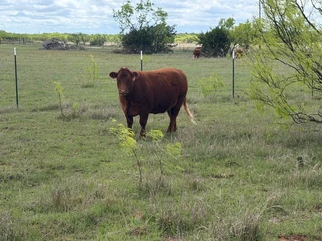 Ranch For Sale in Taylor County , 2221 Lemons Gap Road, Ovalo, Texas 79541, 0, 0, Garage spaces, 0 Sqft, built in 0, Price $335,000, mls#21237877, Real Estate Agent in Ovalo, Homes For Sale in Taylor county, Homes For Sale in Ovalo, Realtor in Ovalo Texas, Real Estate Brokerage Independent Realty Texas, Luminita Cordes Realtor