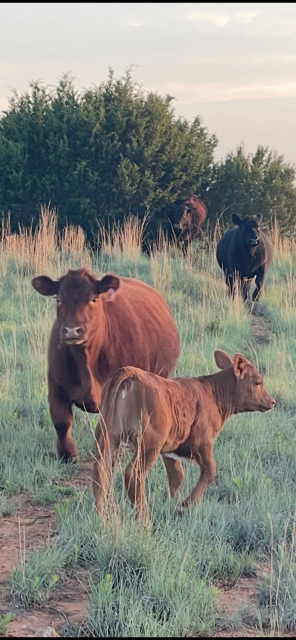 Ranch For Sale in Taylor County , 2221 Lemons Gap Road, Ovalo, Texas 79541, 0, 0, Garage spaces, 0 Sqft, built in 0, Price $335,000, mls#21237877, Real Estate Agent in Ovalo, Homes For Sale in Taylor county, Homes For Sale in Ovalo, Realtor in Ovalo Texas, Real Estate Brokerage Independent Realty Texas, Luminita Cordes Realtor