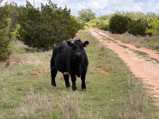Ranch For Sale in Taylor County , 2221 Lemons Gap Road, Ovalo, Texas 79541, 0, 0, Garage spaces, 0 Sqft, built in 0, Price $335,000, mls#21237877, Real Estate Agent in Ovalo, Homes For Sale in Taylor county, Homes For Sale in Ovalo, Realtor in Ovalo Texas, Real Estate Brokerage Independent Realty Texas, Luminita Cordes Realtor