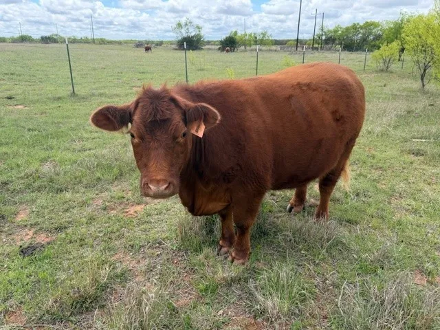 Ranch For Sale in Taylor County , 2221 Lemons Gap Road, Ovalo, Texas 79541, 0, 0, Garage spaces, 0 Sqft, built in 0, Price $335,000, mls#21237877, Real Estate Agent in Ovalo, Homes For Sale in Taylor county, Homes For Sale in Ovalo, Realtor in Ovalo Texas, Real Estate Brokerage Independent Realty Texas, Luminita Cordes Realtor