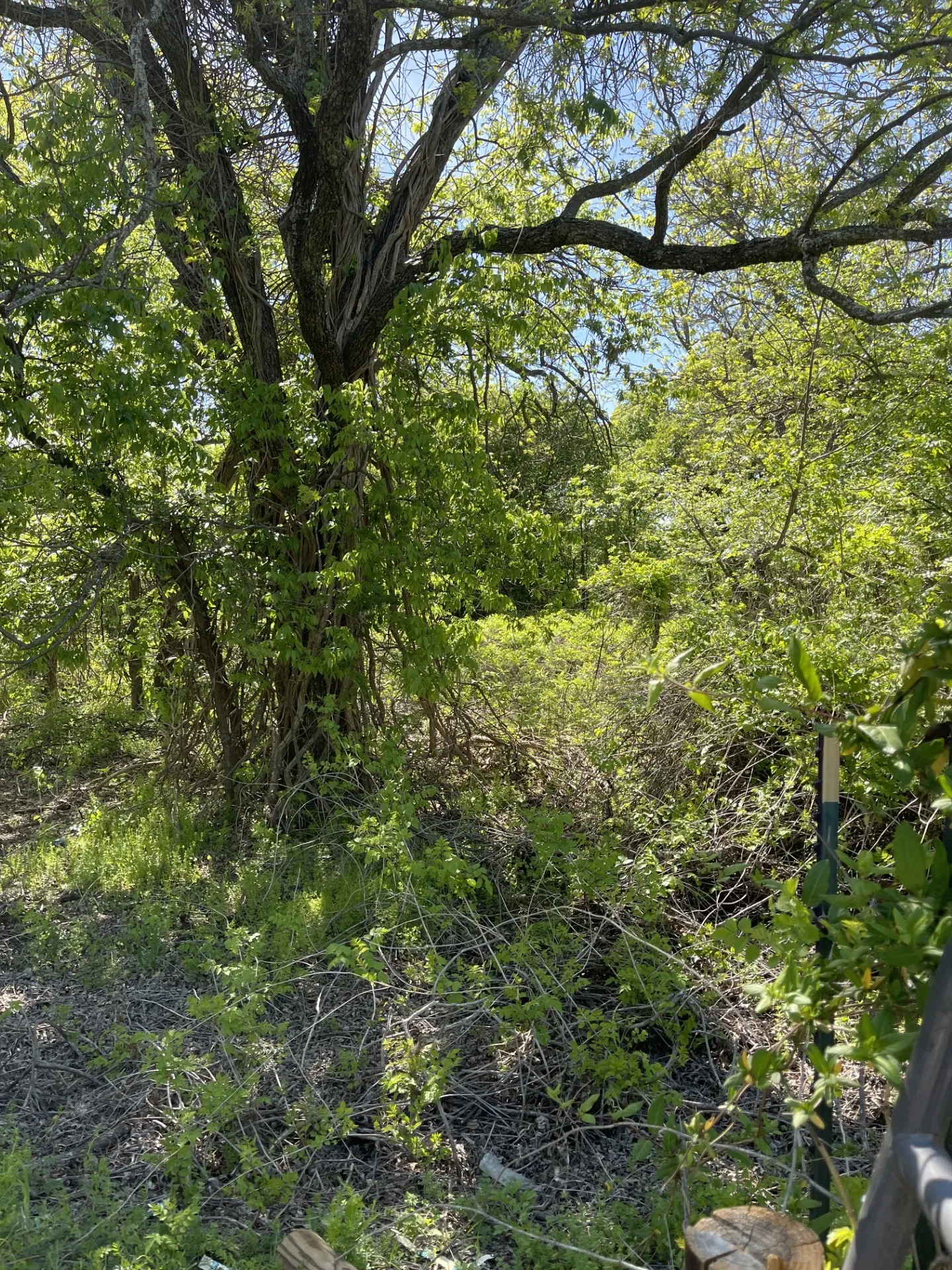 Unimproved Land For Sale in Brown County , 31 Julia, Bangs, Texas 76823, 0, 0, Garage spaces, 0 Sqft, built in 0, mls#21235697, Real Estate Agent in Bangs, Homes For Sale in Brown county, Homes For Sale in Bangs, Realtor in Bangs Texas, Real Estate Brokerage Independent Realty Texas, Luminita Cordes Realtor
