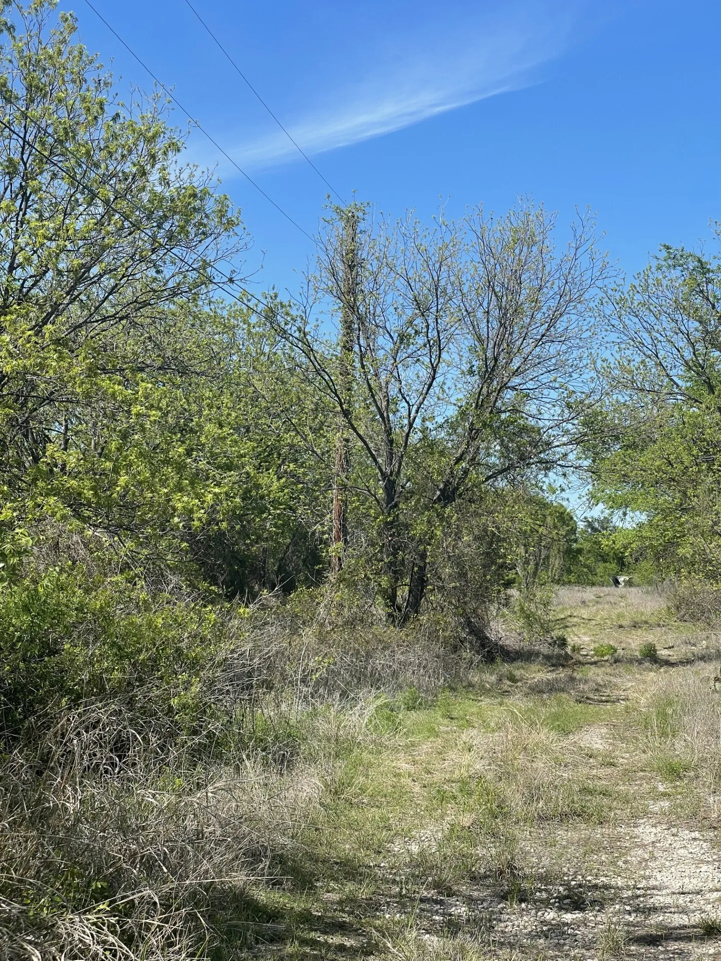Unimproved Land For Sale in Brown County , 31 Julia, Bangs, Texas 76823, 0, 0, Garage spaces, 0 Sqft, built in 0, mls#21235697, Real Estate Agent in Bangs, Homes For Sale in Brown county, Homes For Sale in Bangs, Realtor in Bangs Texas, Real Estate Brokerage Independent Realty Texas, Luminita Cordes Realtor