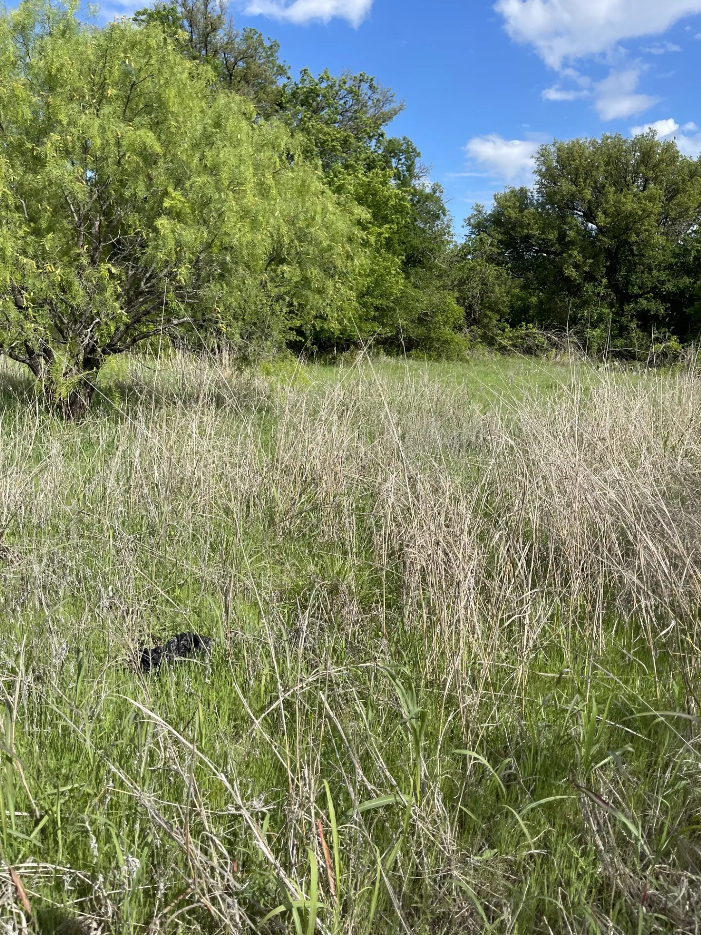 Unimproved Land For Sale in Brown County , 31 Julia, Bangs, Texas 76823, 0, 0, Garage spaces, 0 Sqft, built in 0, mls#21235697, Real Estate Agent in Bangs, Homes For Sale in Brown county, Homes For Sale in Bangs, Realtor in Bangs Texas, Real Estate Brokerage Independent Realty Texas, Luminita Cordes Realtor