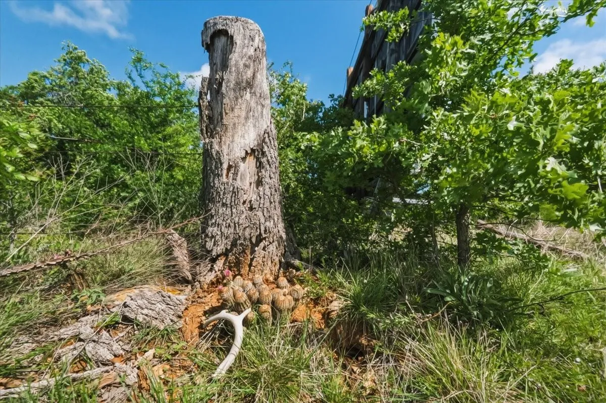 Unimproved Land For Sale in Palo Pinto County , 70817 I-20, Gordon, Texas 76453, 0, 0, Garage spaces, 0 Sqft, built in 0, mls#21238518, Real Estate Agent in Gordon, Homes For Sale in Palo Pinto county, Homes For Sale in Gordon, Realtor in Gordon Texas, Real Estate Brokerage Independent Realty Texas, Luminita Cordes Realtor