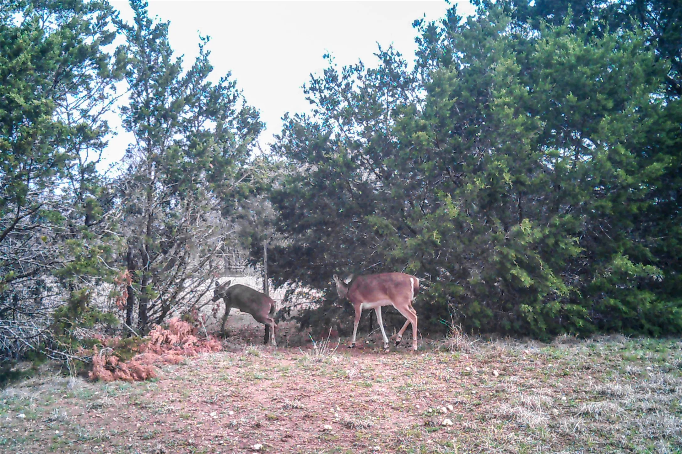 The property features extensive natural landscaping with mature trees and ground cover
