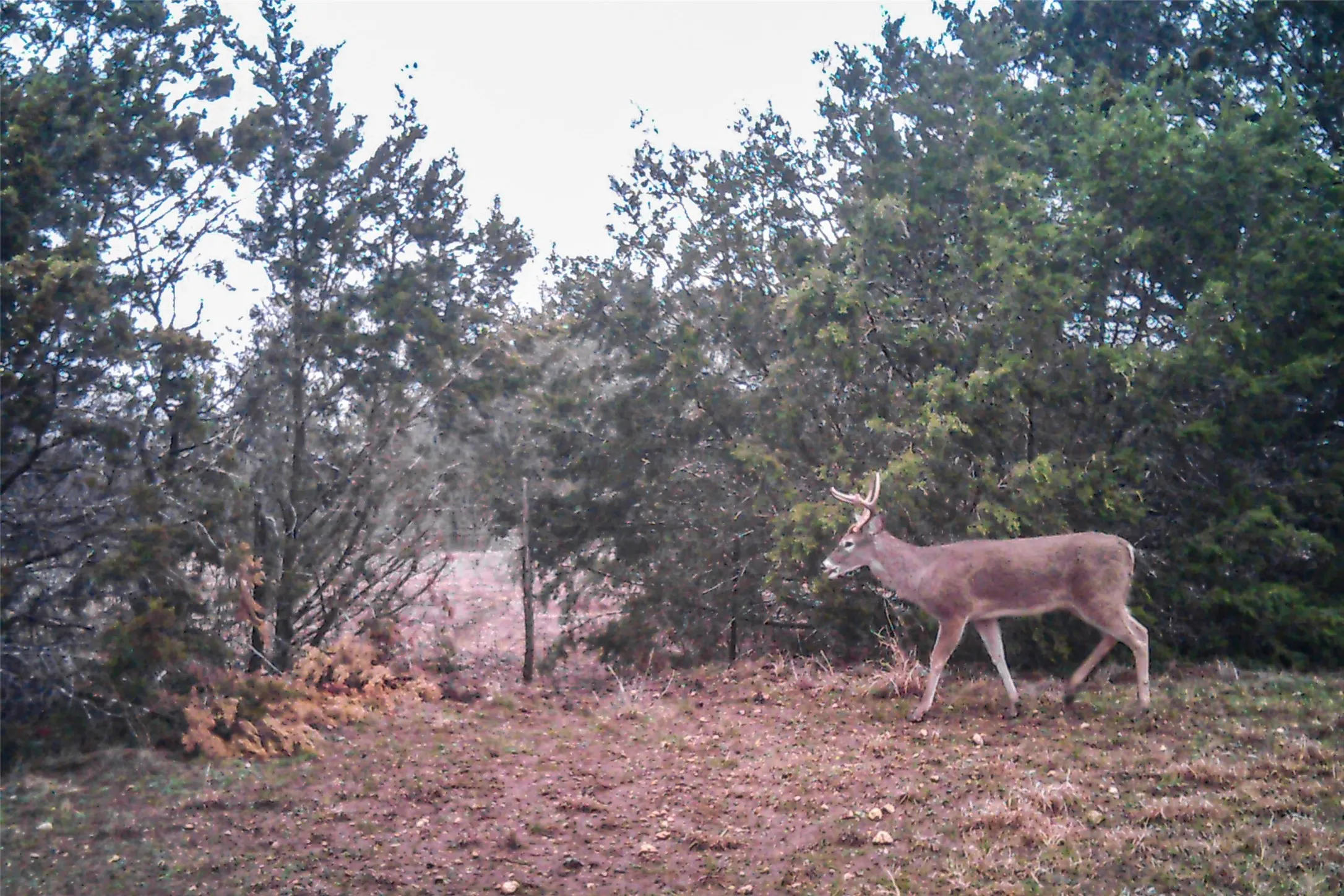 Improved Land For Sale in Coryell County , TBD STRAWS MILL Road, Gatesville, Texas 76528, 0, 0, Garage spaces, 0 Sqft, built in 2008, mls#21238643, Real Estate Agent in Gatesville, Homes For Sale in Coryell county, Homes For Sale in Gatesville, Realtor in Gatesville Texas, Real Estate Brokerage Independent Realty Texas, Luminita Cordes Realtor