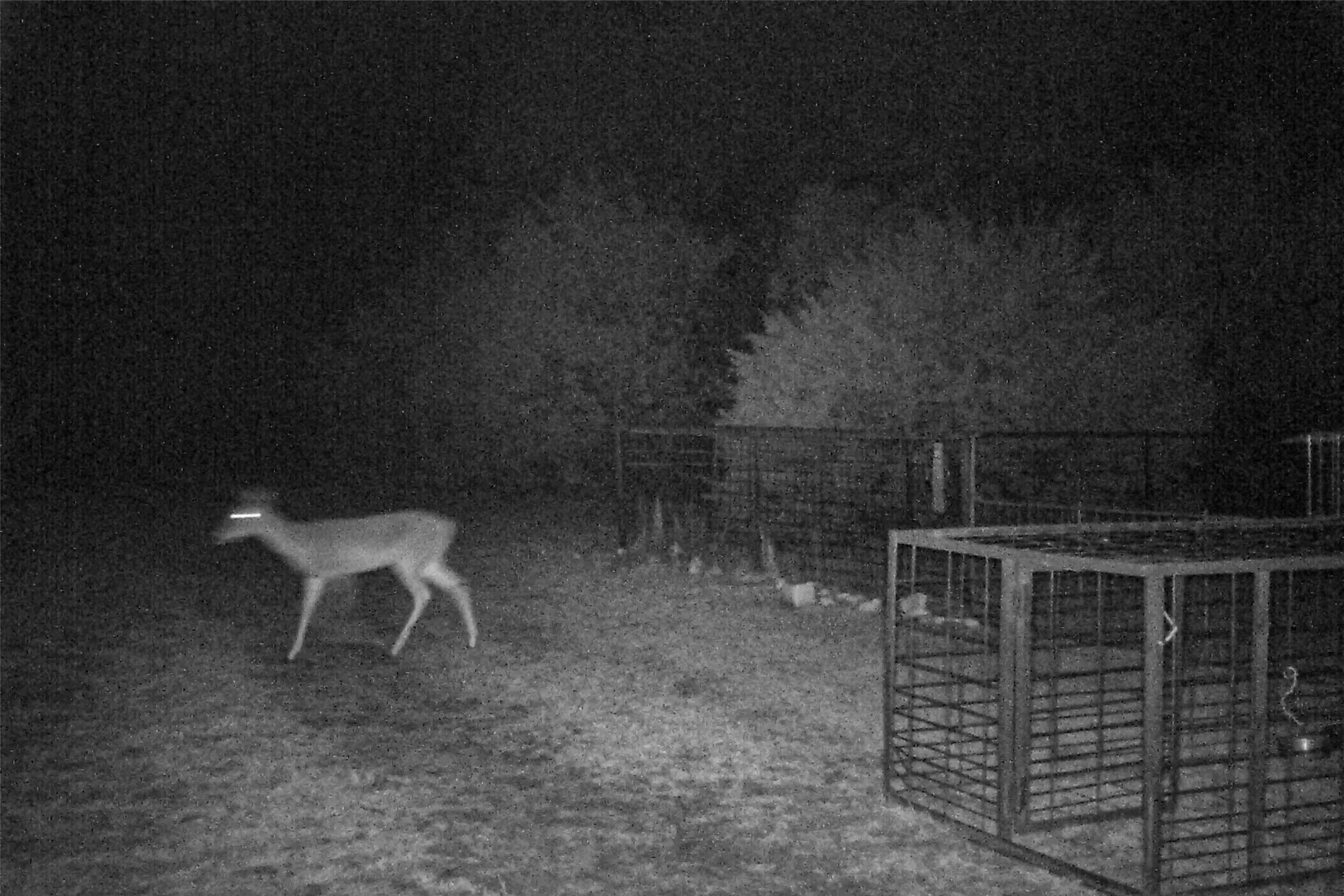 Wildlife Image. Depicting a deer and cages on the property at night