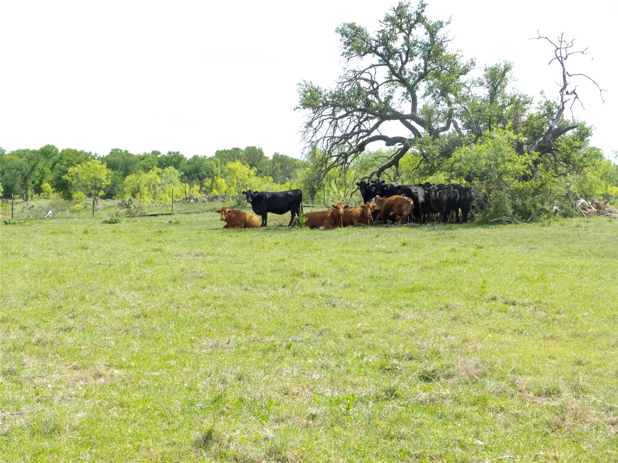 Farm For Sale in Brown County , 6500A Fm 586, Bangs, Texas 76823, 3 Bedroom, 2 Bathroom, 2 Garage spaces, 1,804 Sqft, built in 0, Price $1,500,000, mls#21239029, Real Estate Agent in Bangs, Homes For Sale in Brown county, Homes For Sale in Bangs, Realtor in Bangs Texas, Real Estate Brokerage Independent Realty Texas, Luminita Cordes Realtor