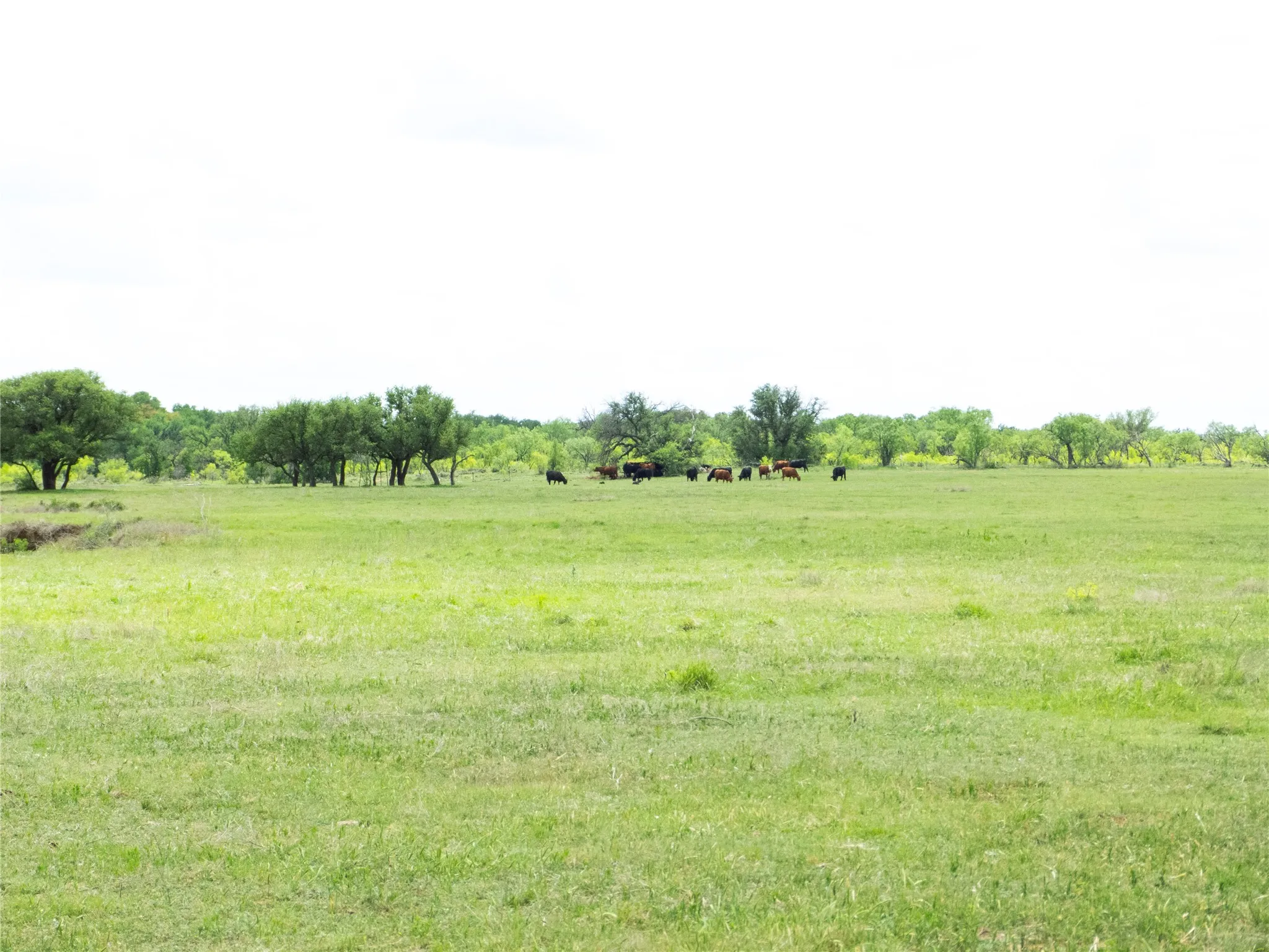 Farm For Sale in Brown County , 6500A Fm 586, Bangs, Texas 76823, 3 Bedroom, 2 Bathroom, 2 Garage spaces, 1,804 Sqft, built in 0, Price $1,500,000, mls#21239029, Real Estate Agent in Bangs, Homes For Sale in Brown county, Homes For Sale in Bangs, Realtor in Bangs Texas, Real Estate Brokerage Independent Realty Texas, Luminita Cordes Realtor