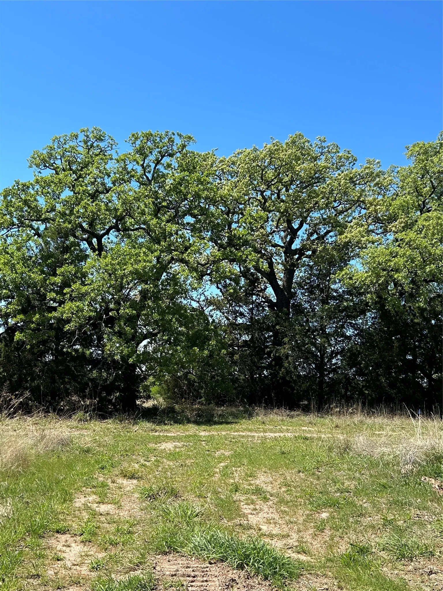 Unimproved Land For Sale in Montague County , 276 Legacy Lane, Bowie, Texas 76230, 0, 0, Garage spaces, 0 Sqft, built in 0, mls#21239580, Real Estate Agent in Bowie, Homes For Sale in Montague county, Homes For Sale in Bowie, Realtor in Bowie Texas, Real Estate Brokerage Independent Realty Texas, Luminita Cordes Realtor