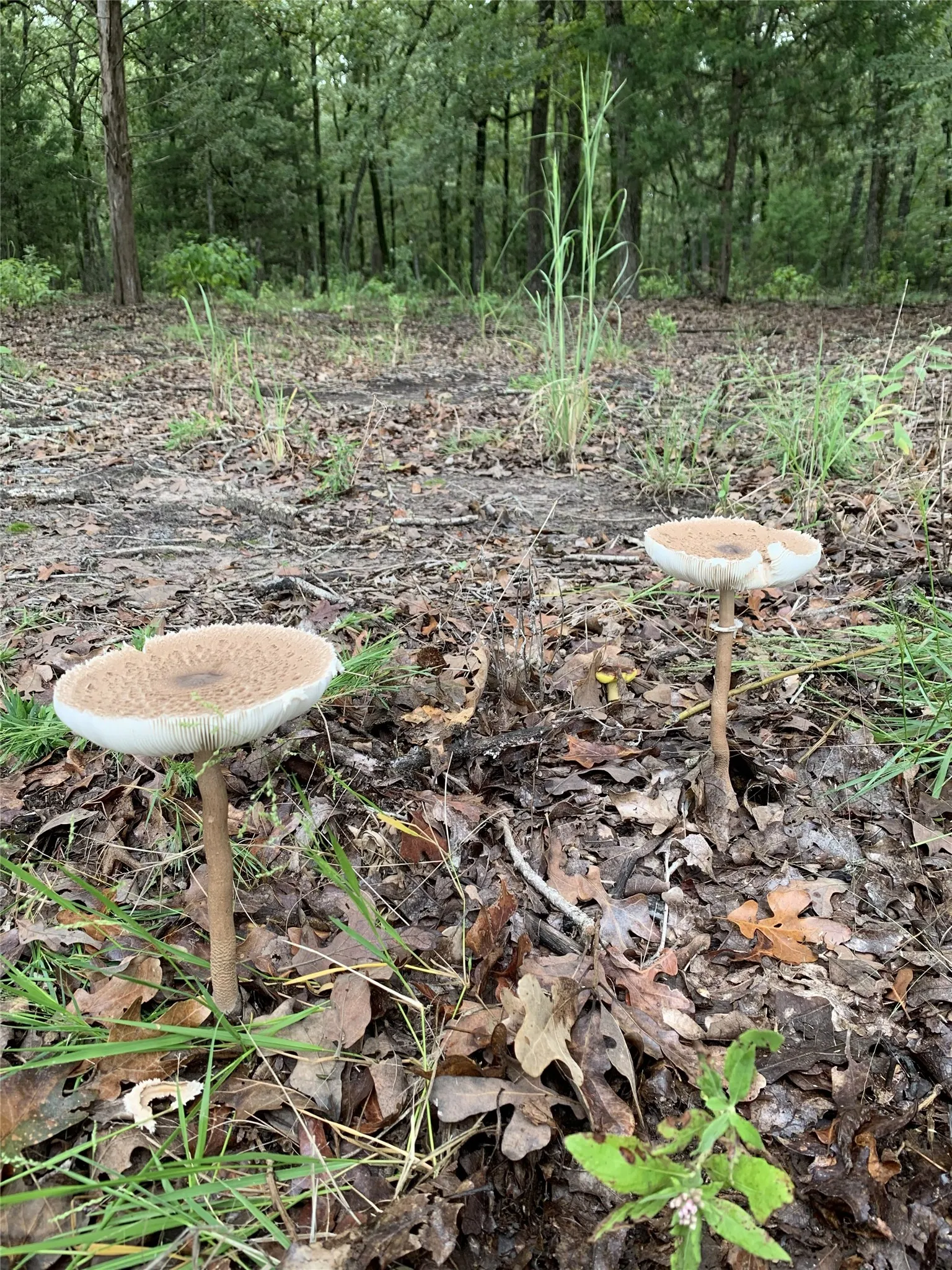 Unimproved Land For Sale in Van Zandt County , 321 Private Road 6815, Eustace, Texas 75124, 0, 0, Garage spaces, 0 Sqft, built in 0, Price $1,596,000, mls#21226977, Real Estate Agent in Eustace, Homes For Sale in Van Zandt county, Homes For Sale in Eustace, Realtor in Eustace Texas, Real Estate Brokerage Independent Realty Texas, Luminita Cordes Realtor