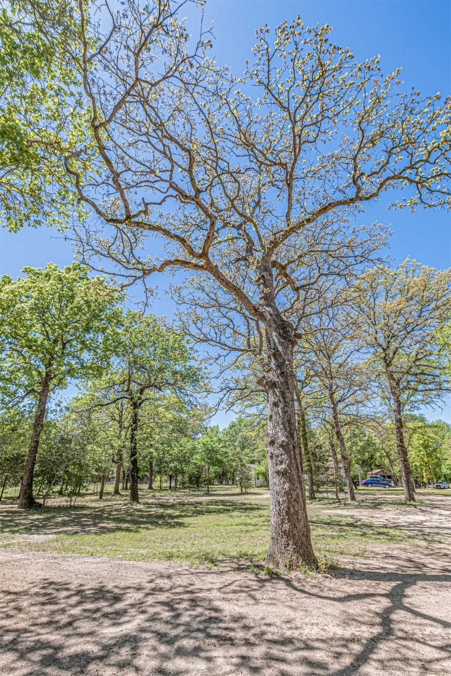 Unimproved Land For Sale in Henderson County , 6481 County Road 4522, Athens, Texas 75752, 0, 0, Garage spaces, 0 Sqft, built in 2020, Preowned, mls#21235563, Real Estate Agent in Athens, Homes For Sale in Henderson county, Homes For Sale in Athens, Realtor in Athens Texas, Real Estate Brokerage Independent Realty Texas, Luminita Cordes Realtor