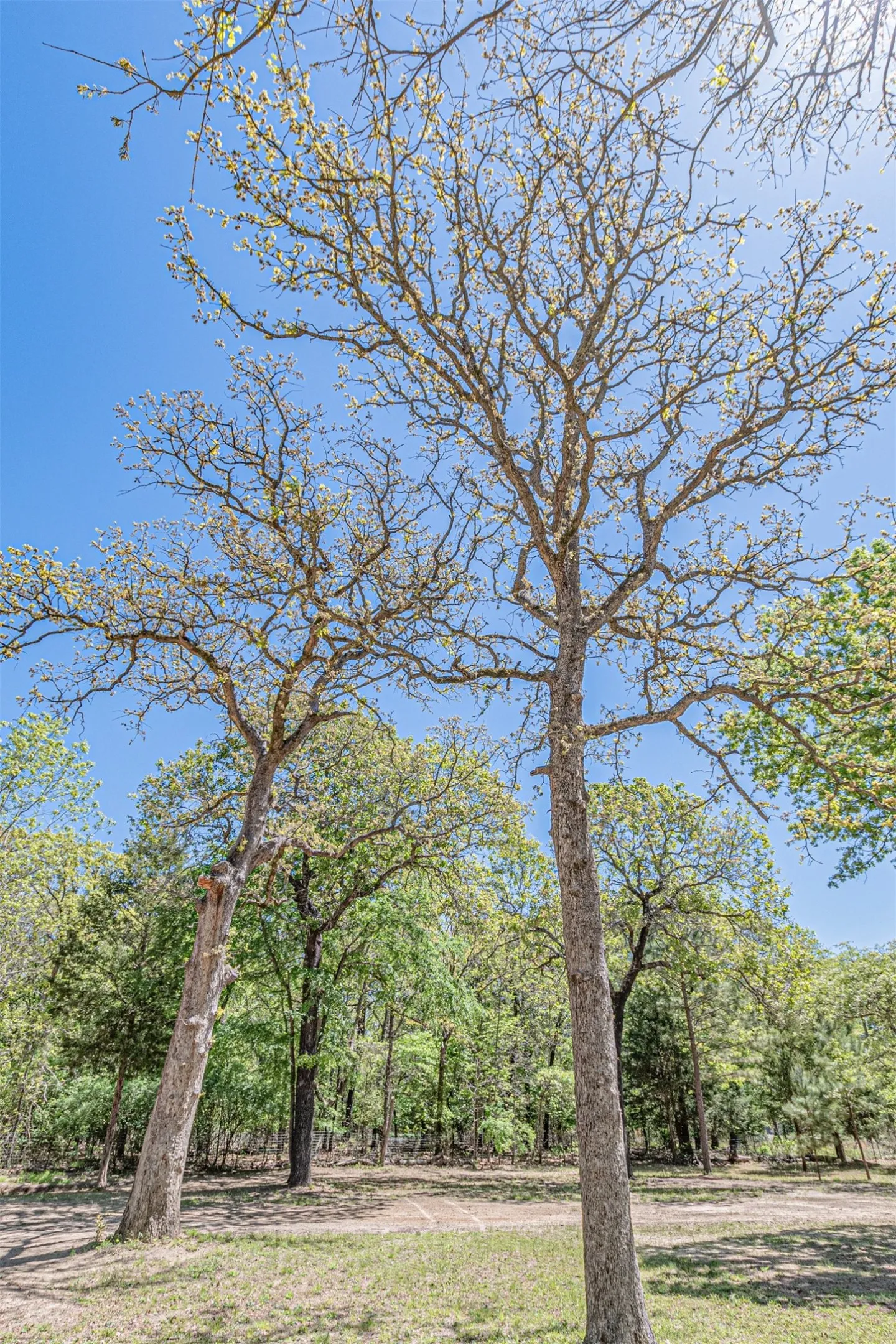 Unimproved Land For Sale in Henderson County , 6481 County Road 4522, Athens, Texas 75752, 0, 0, Garage spaces, 0 Sqft, built in 2020, Preowned, mls#21235563, Real Estate Agent in Athens, Homes For Sale in Henderson county, Homes For Sale in Athens, Realtor in Athens Texas, Real Estate Brokerage Independent Realty Texas, Luminita Cordes Realtor