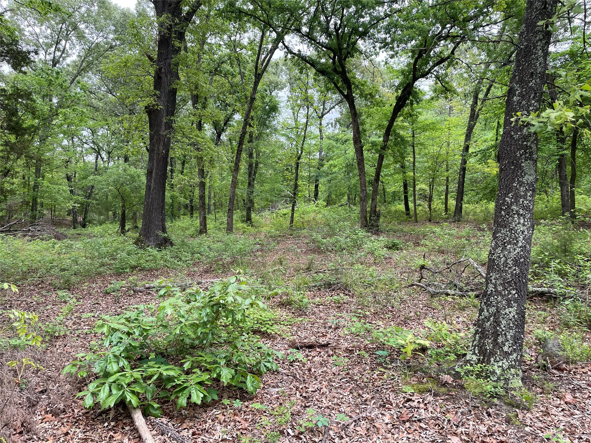 Unimproved Land For Sale in Henderson County , TBD Valle Vista Road, Athens, Texas 75751, 0, 0, Garage spaces, 0 Sqft, built in 0, mls#21240286, Real Estate Agent in Athens, Homes For Sale in Henderson county, Homes For Sale in Athens, Realtor in Athens Texas, Real Estate Brokerage Independent Realty Texas, Luminita Cordes Realtor