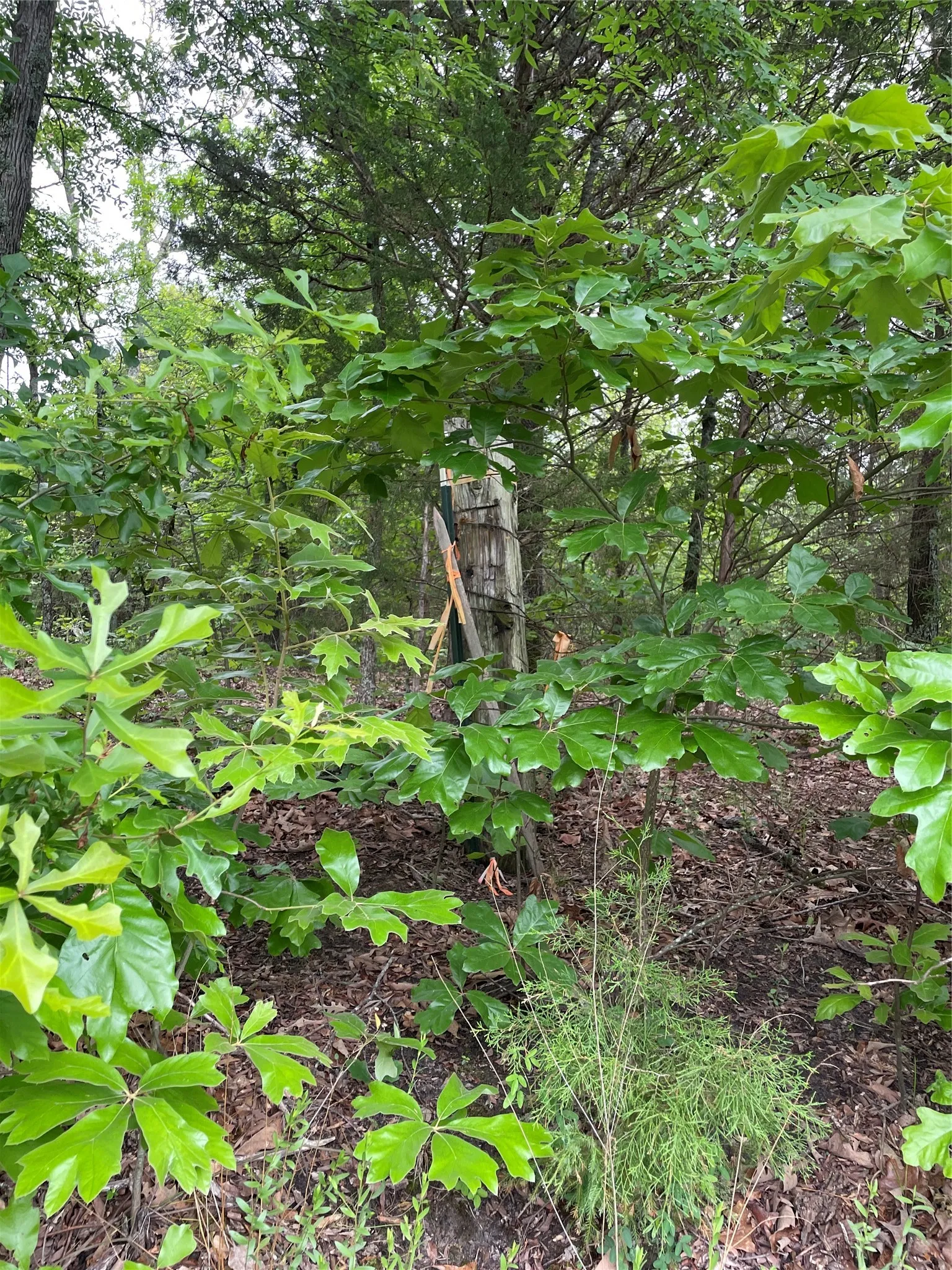 Unimproved Land For Sale in Henderson County , TBD Valle Vista Road, Athens, Texas 75751, 0, 0, Garage spaces, 0 Sqft, built in 0, mls#21240286, Real Estate Agent in Athens, Homes For Sale in Henderson county, Homes For Sale in Athens, Realtor in Athens Texas, Real Estate Brokerage Independent Realty Texas, Luminita Cordes Realtor