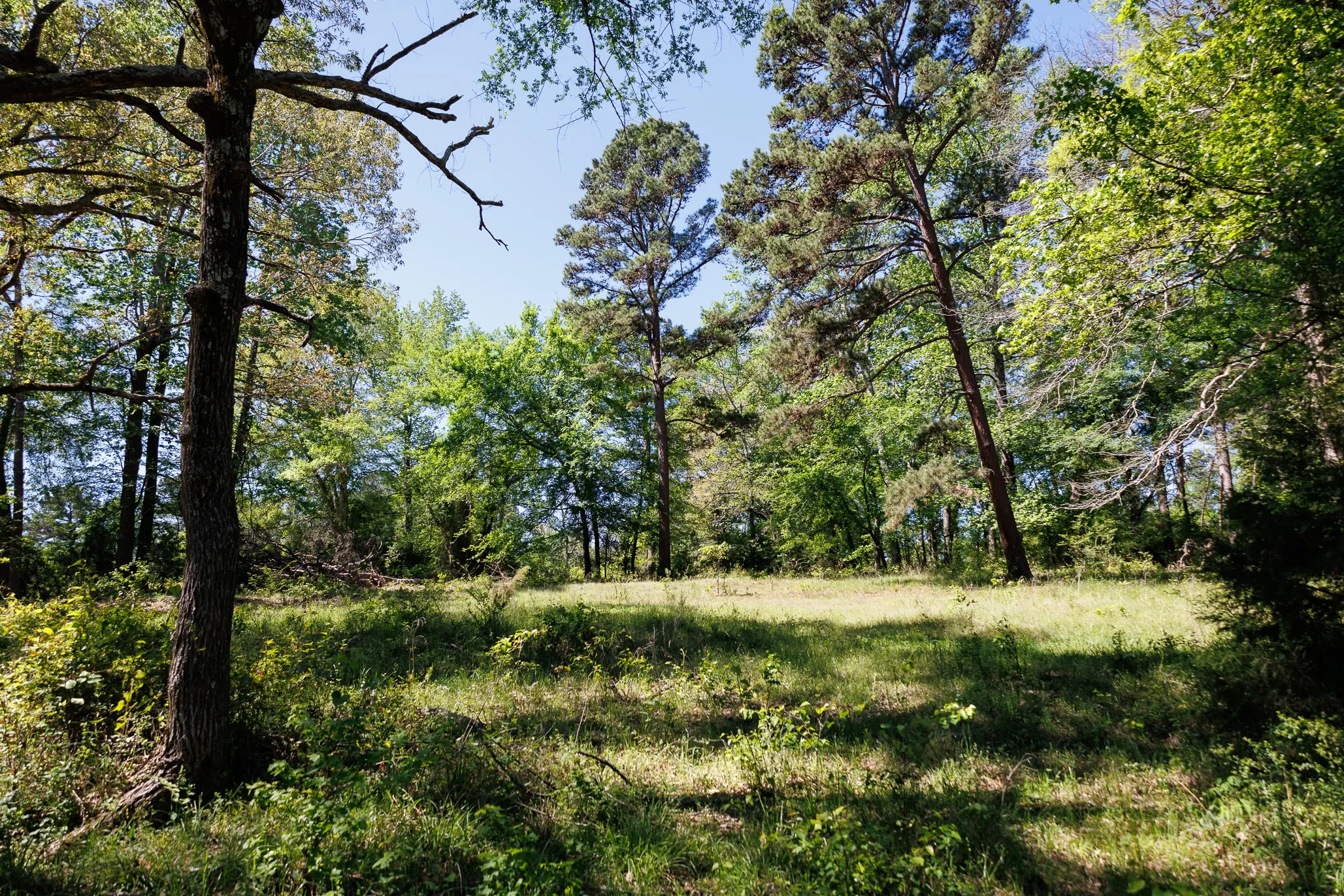 Ranch For Sale in Smith County , 5973 Fm 344 E, Tyler, Texas 75703, 0, 0, Garage spaces, 0 Sqft, built in 0, Price $900,000, mls#21238654, Real Estate Agent in Tyler, Homes For Sale in Smith county, Homes For Sale in Tyler, Realtor in Tyler Texas, Real Estate Brokerage Independent Realty Texas, Luminita Cordes Realtor