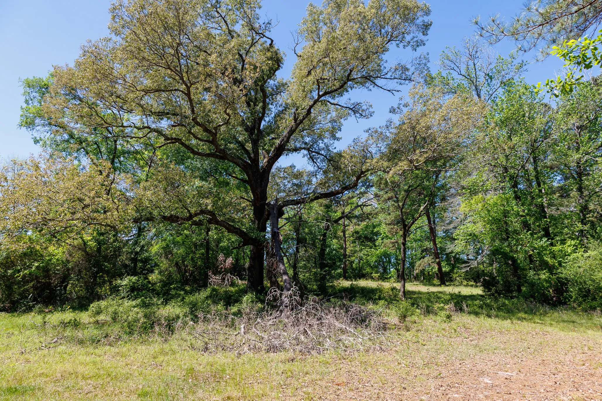 Ranch For Sale in Smith County , 5973 Fm 344 E, Tyler, Texas 75703, 0, 0, Garage spaces, 0 Sqft, built in 0, Price $900,000, mls#21238654, Real Estate Agent in Tyler, Homes For Sale in Smith county, Homes For Sale in Tyler, Realtor in Tyler Texas, Real Estate Brokerage Independent Realty Texas, Luminita Cordes Realtor
