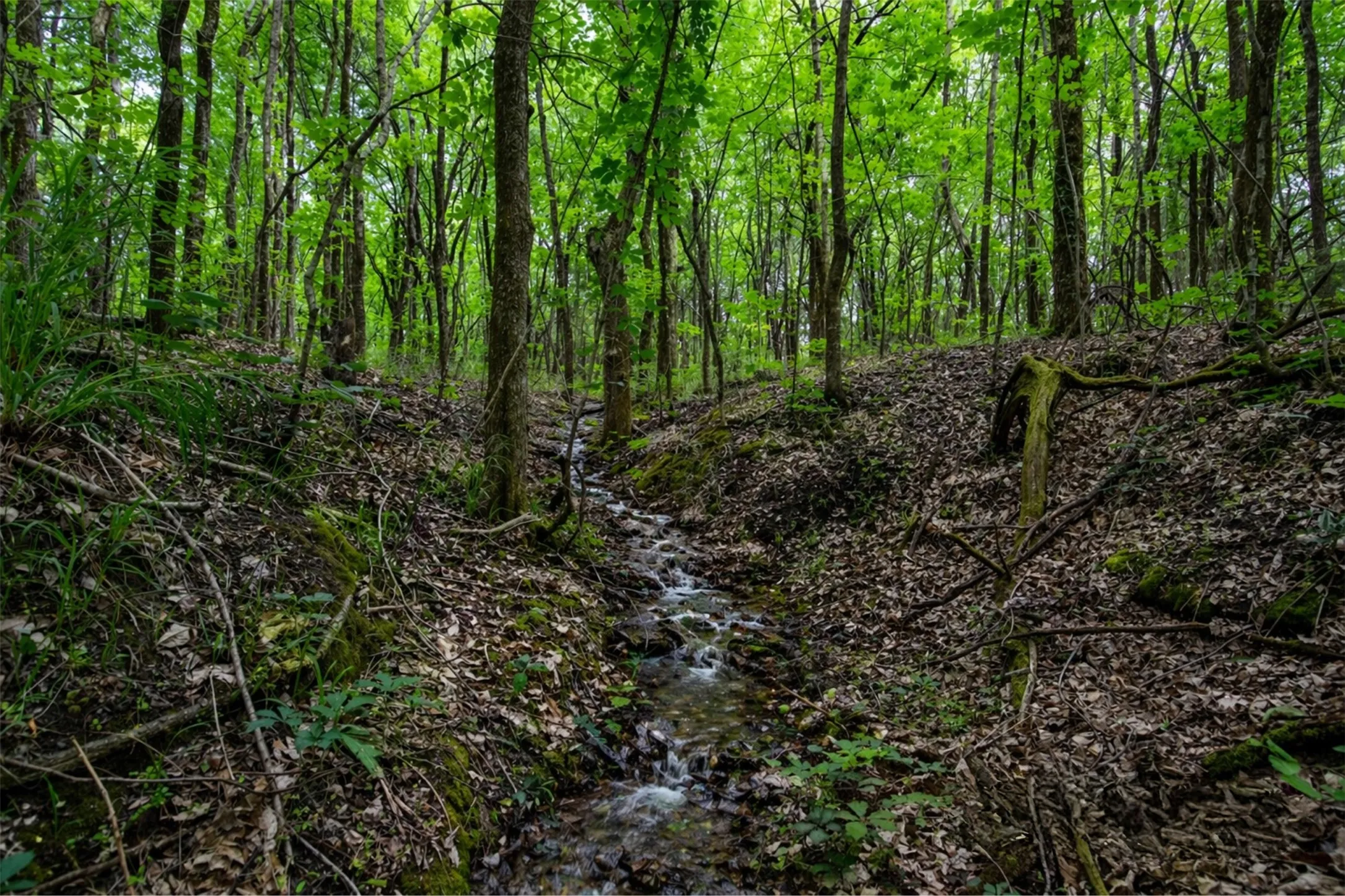 Seasonal creek winding through mature trees, adding natural beauty to the property.