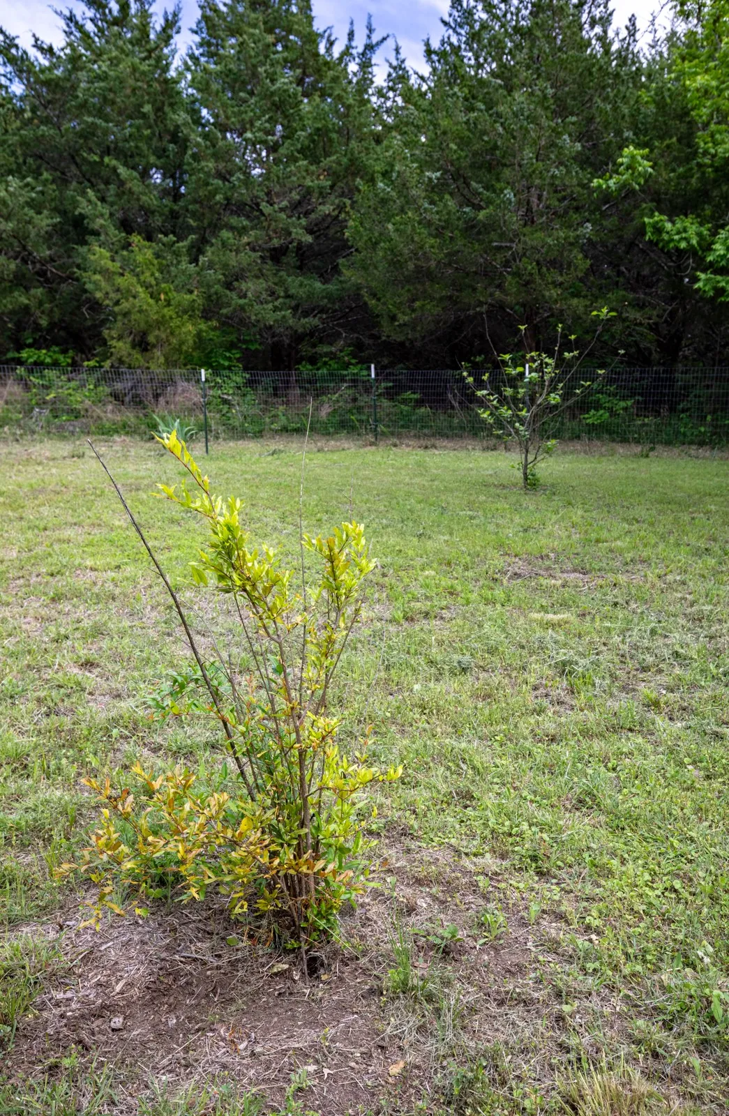 Fenced area with fruit trees.