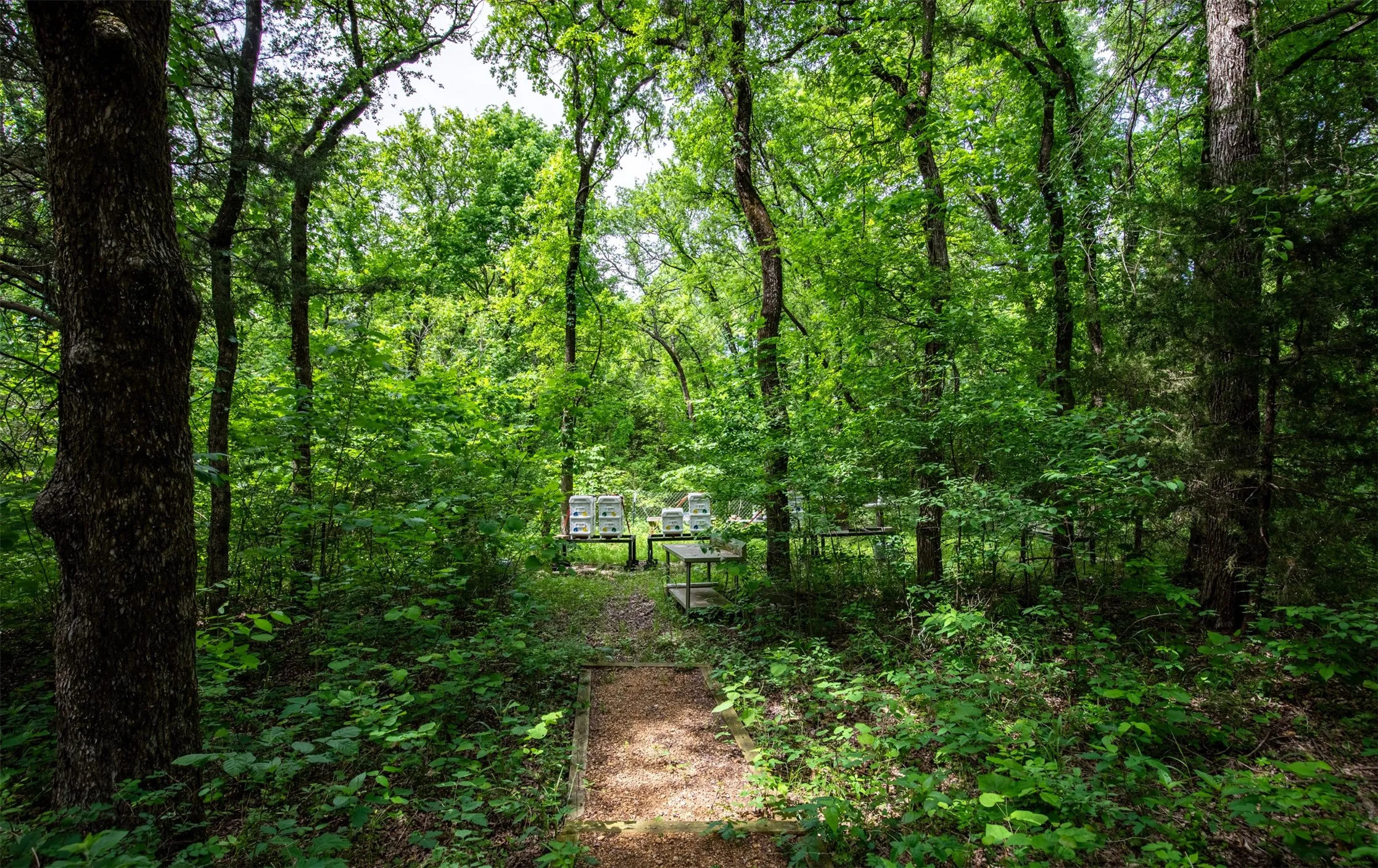 Treed pathway to bee hives.
