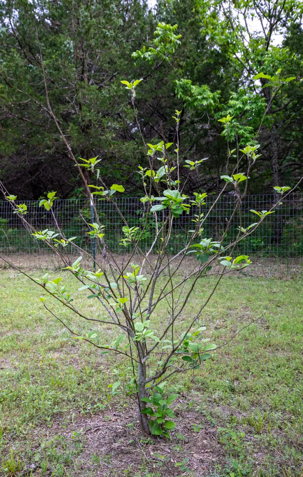 Fenced area with fruit trees.